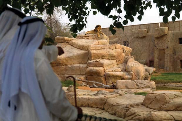 AWPR Al Ain Zoo Lion