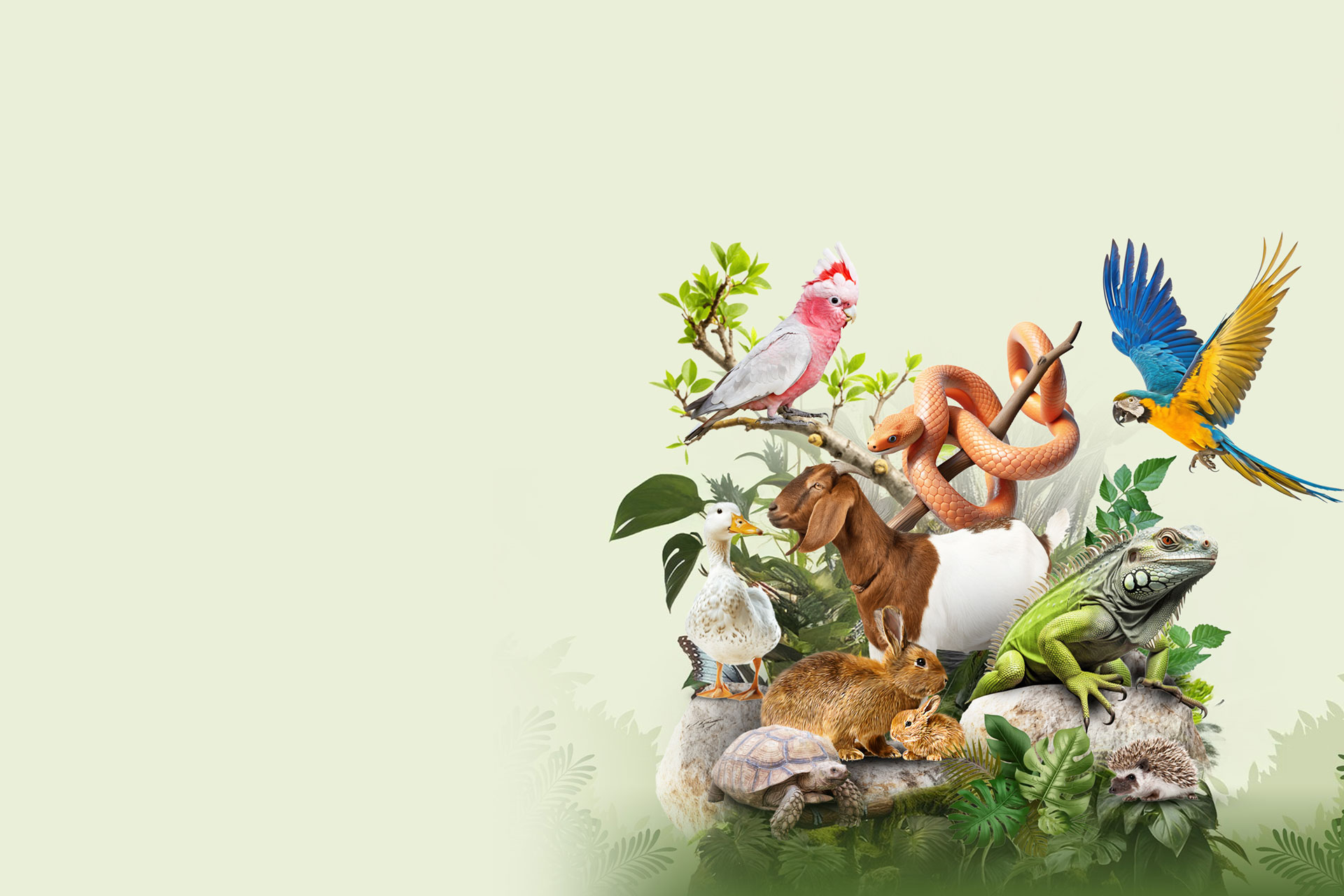 animal kingdom