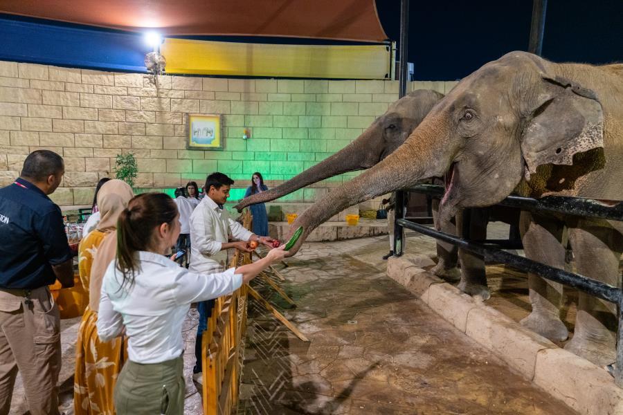 ramadan nights at the zoo