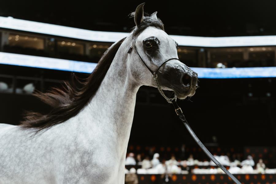 abu dhabi international arabian horse championship