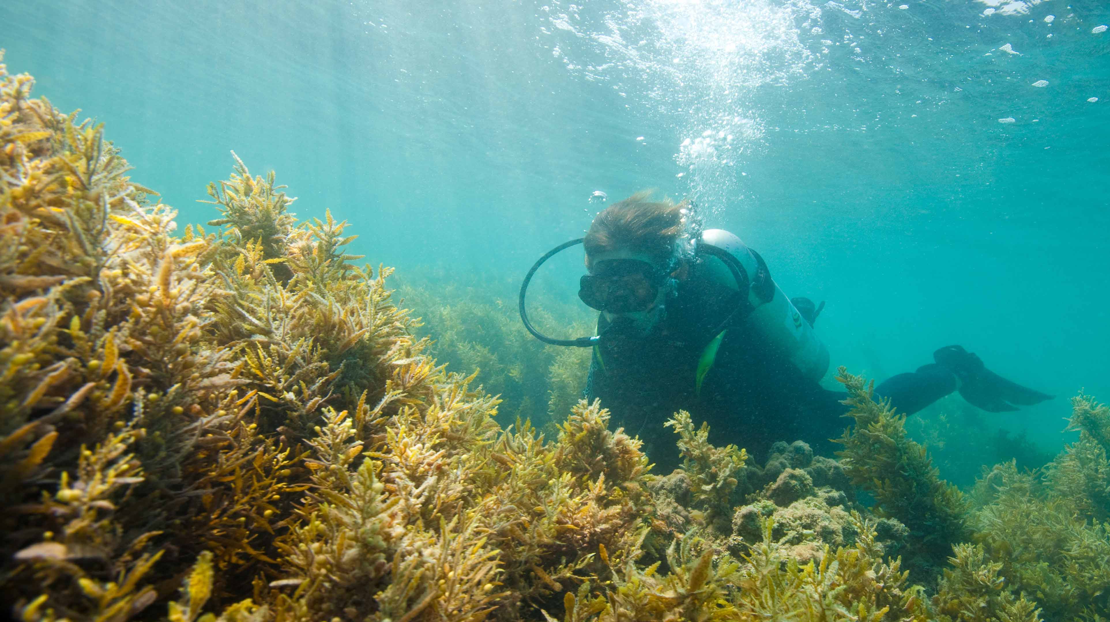 Person scuba diving in the coral reef in Abu Dhabi