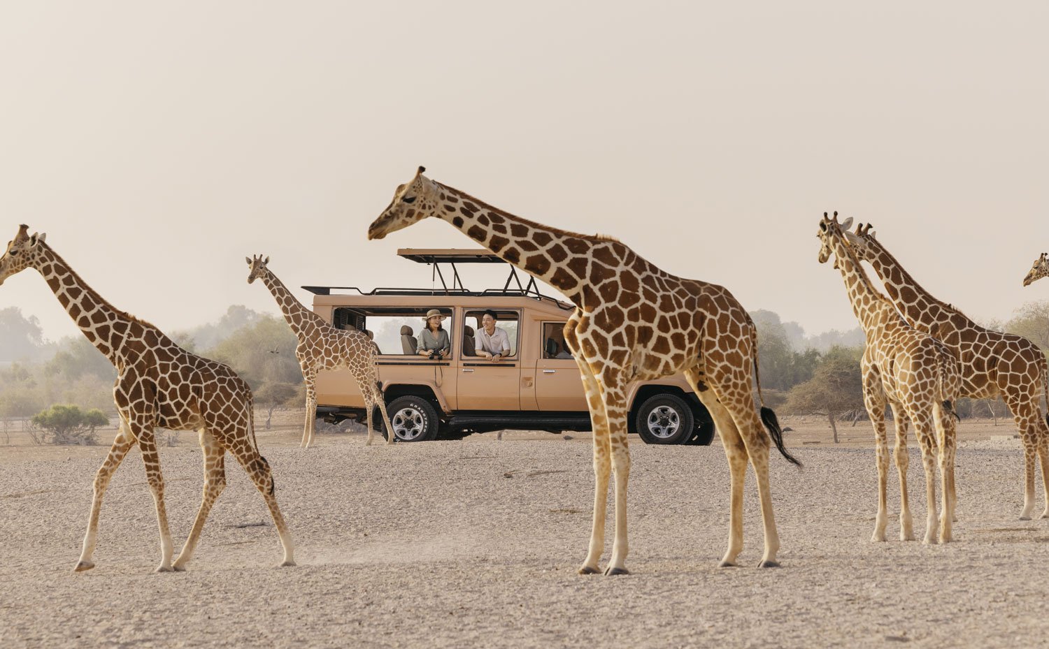 Ȋle de Sir Bani Yas