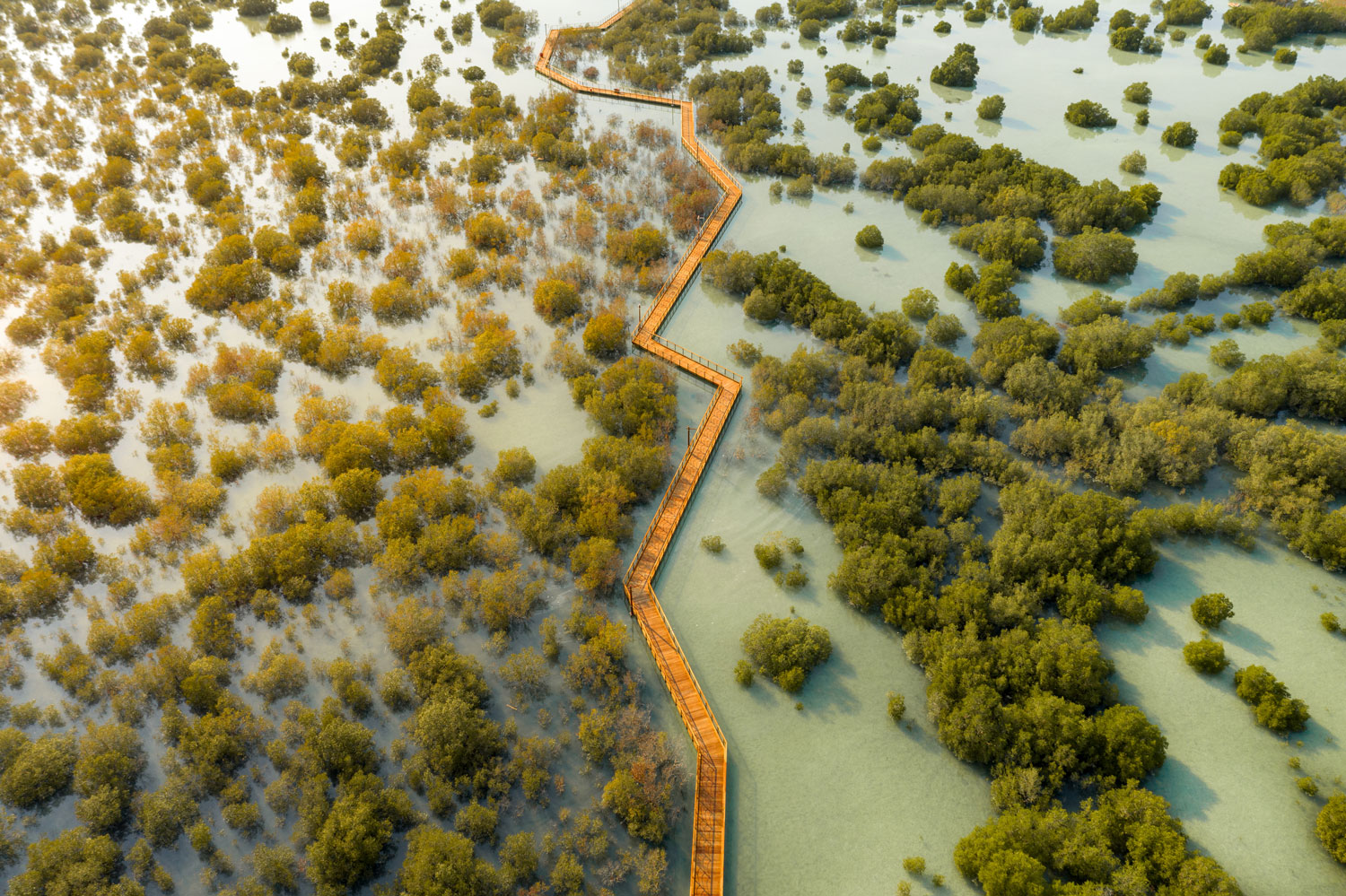 Paseo relajante por el Parque de Manglares de Jubail