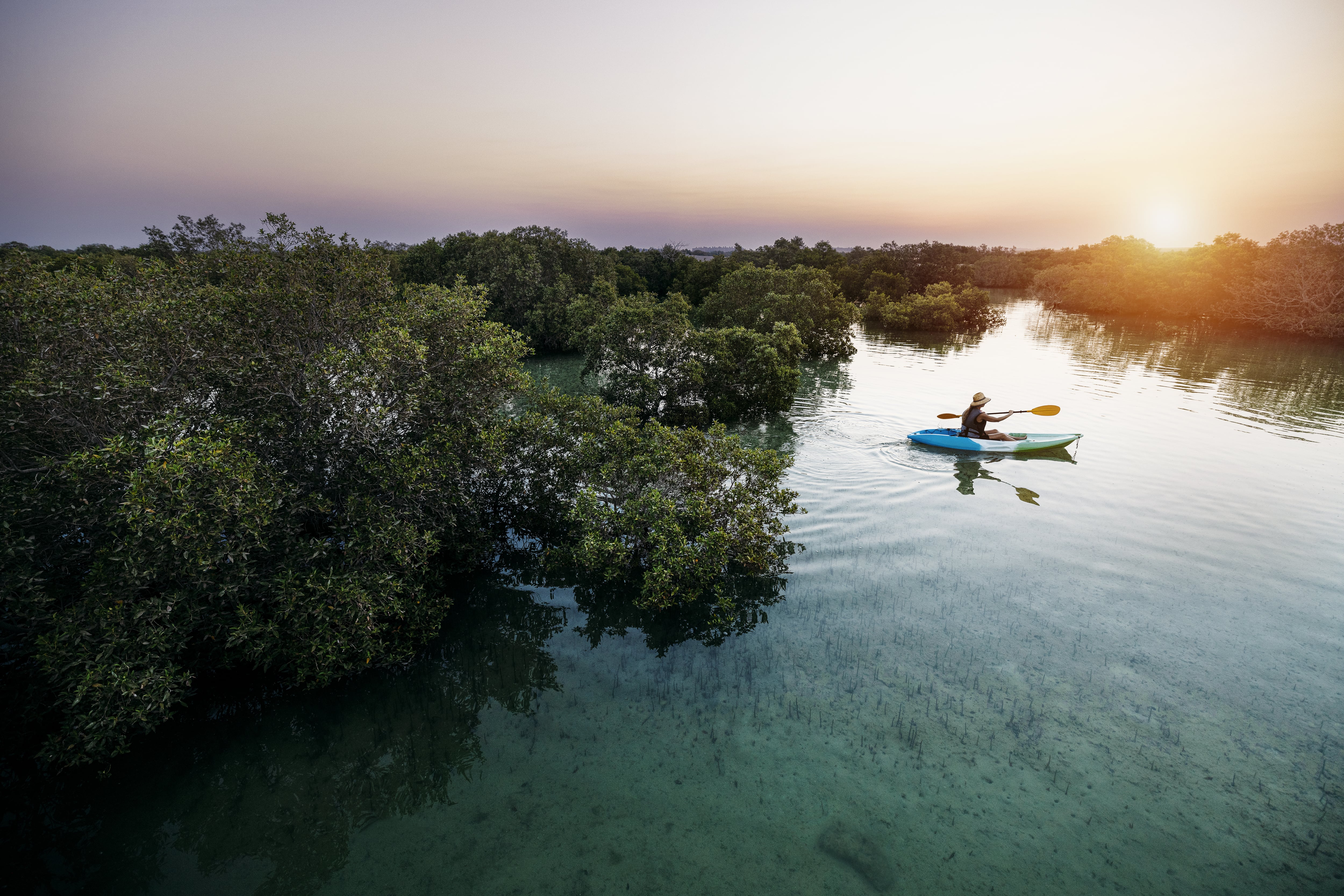 Faites du kayak dans les Mangroves