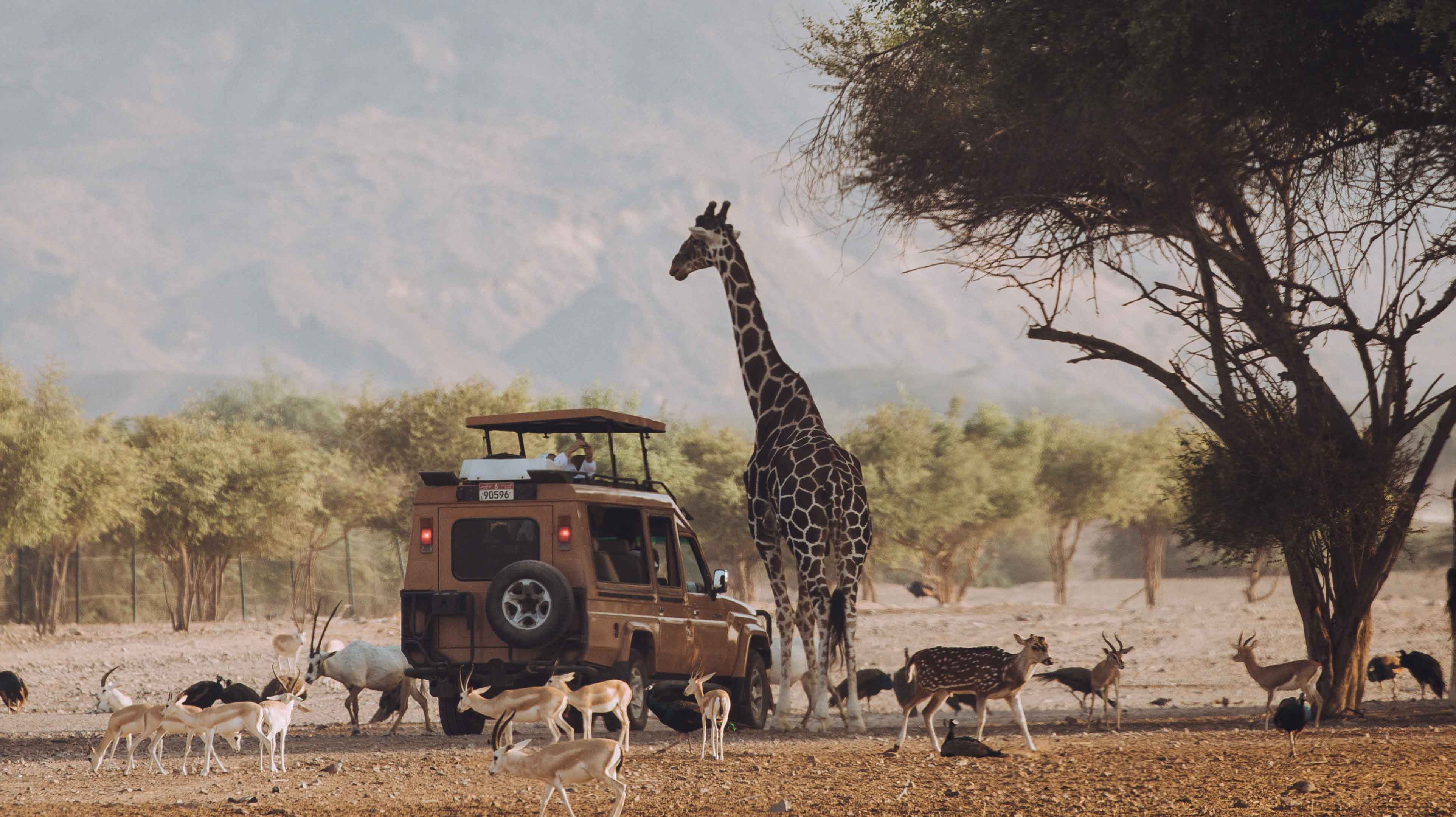 Giraffe and antelope beside a vehicle on the wild days and arabian nights tour