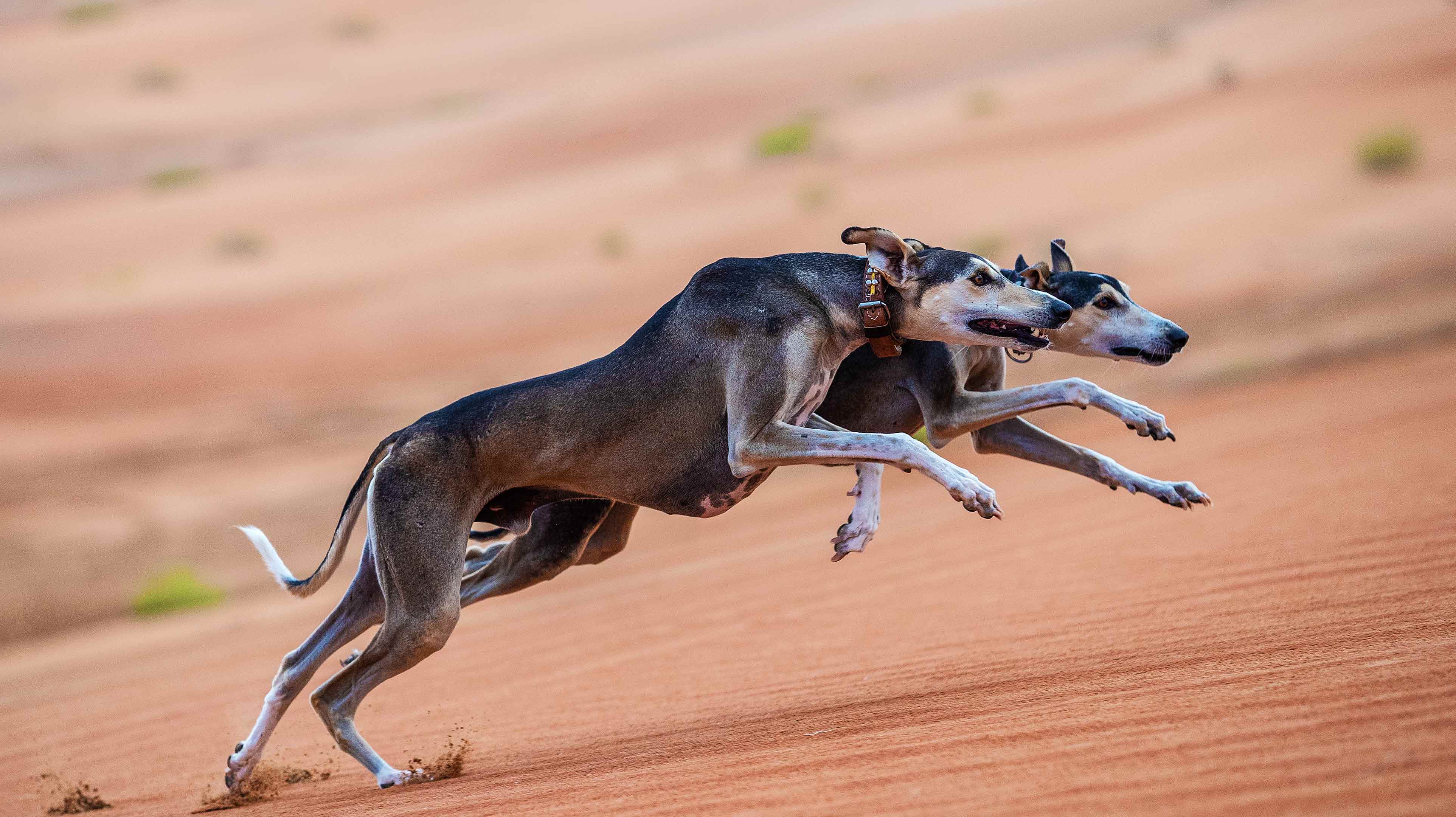 Two Saluki dogs in the desert near Qasr Al Sarab Desert Resort by Anantara