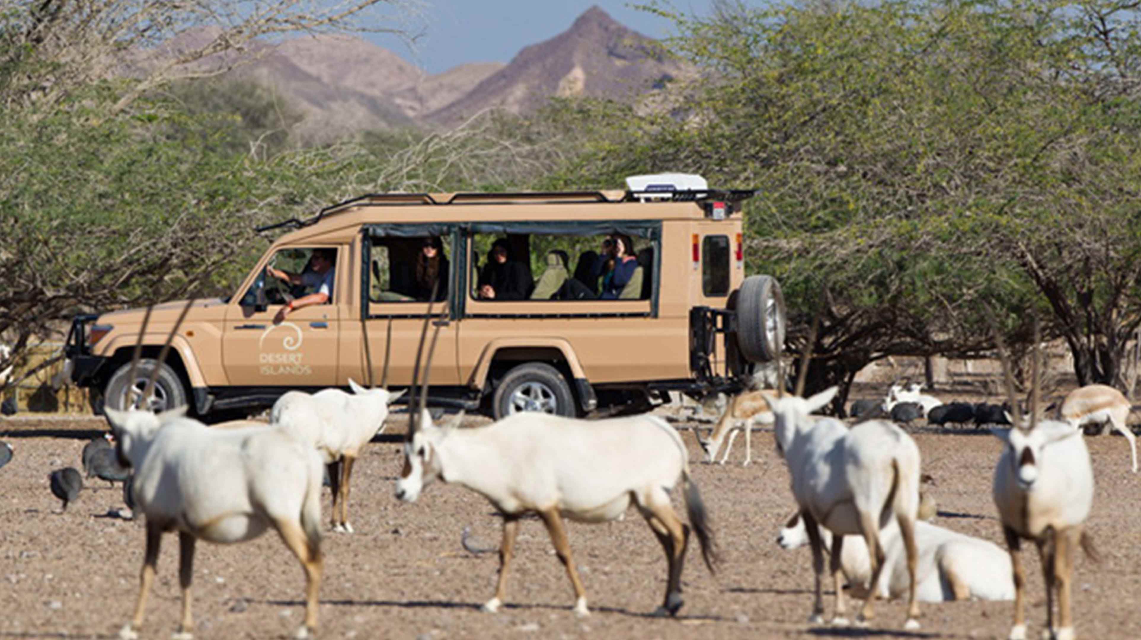 Gazelles surrounding a safari jeep on Sir Bani Yas Island