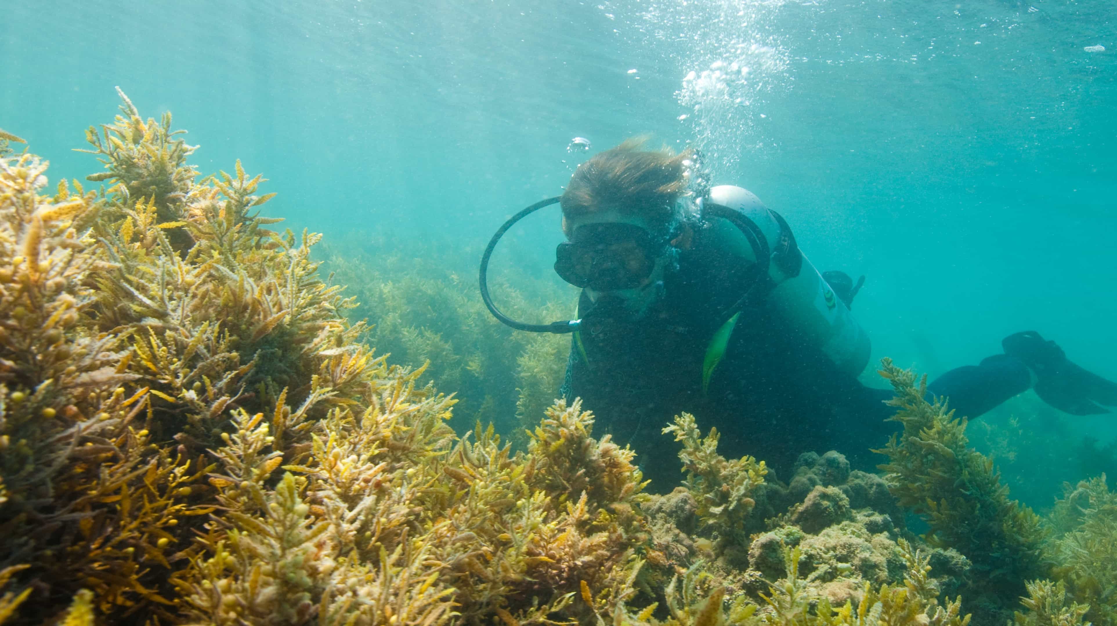 Snorkelling and Scuba Diving in Abu Dhabi