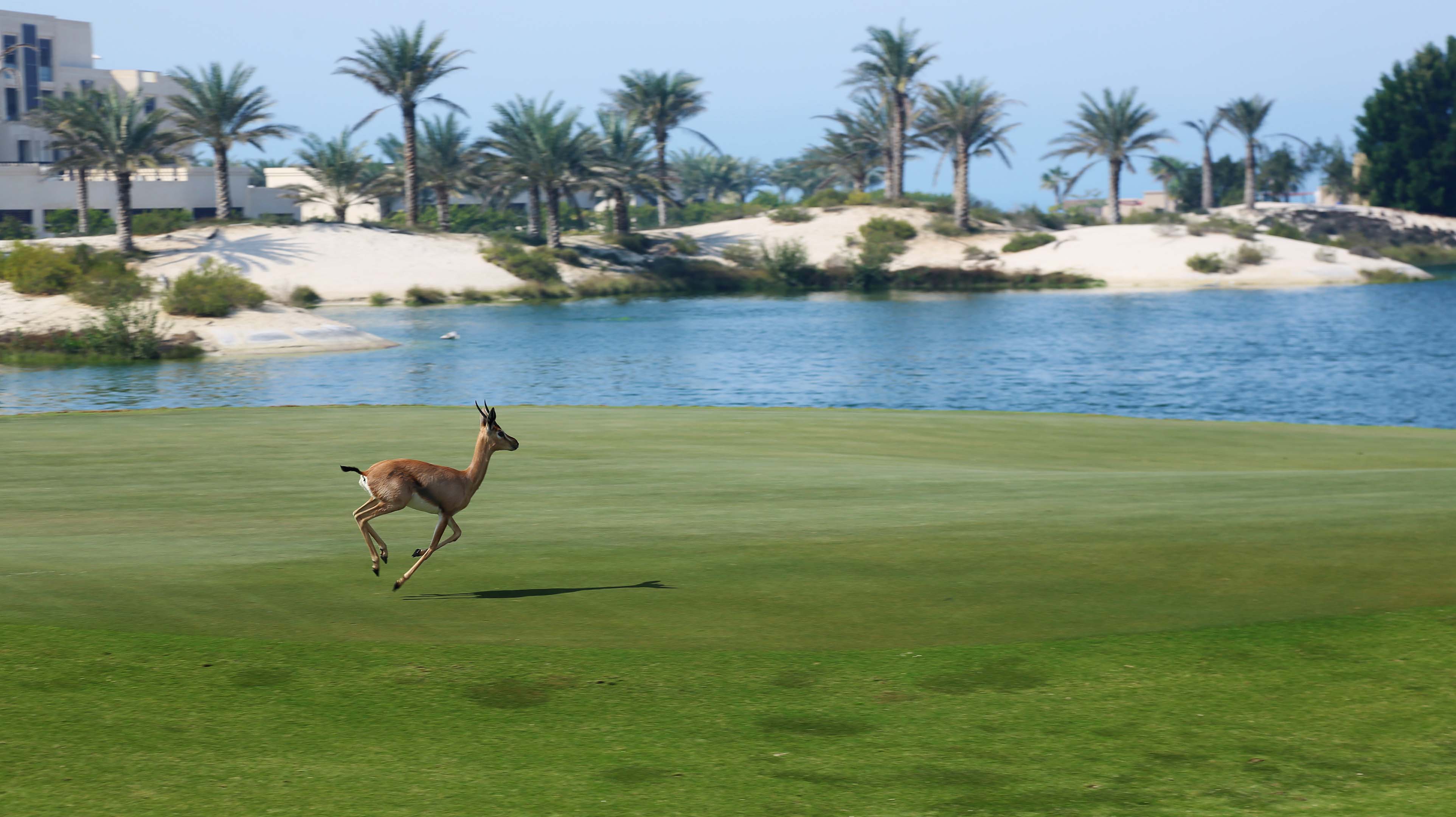מועדון הגולף של חוף סעדייאת – Saadiyat Beach Golf Club