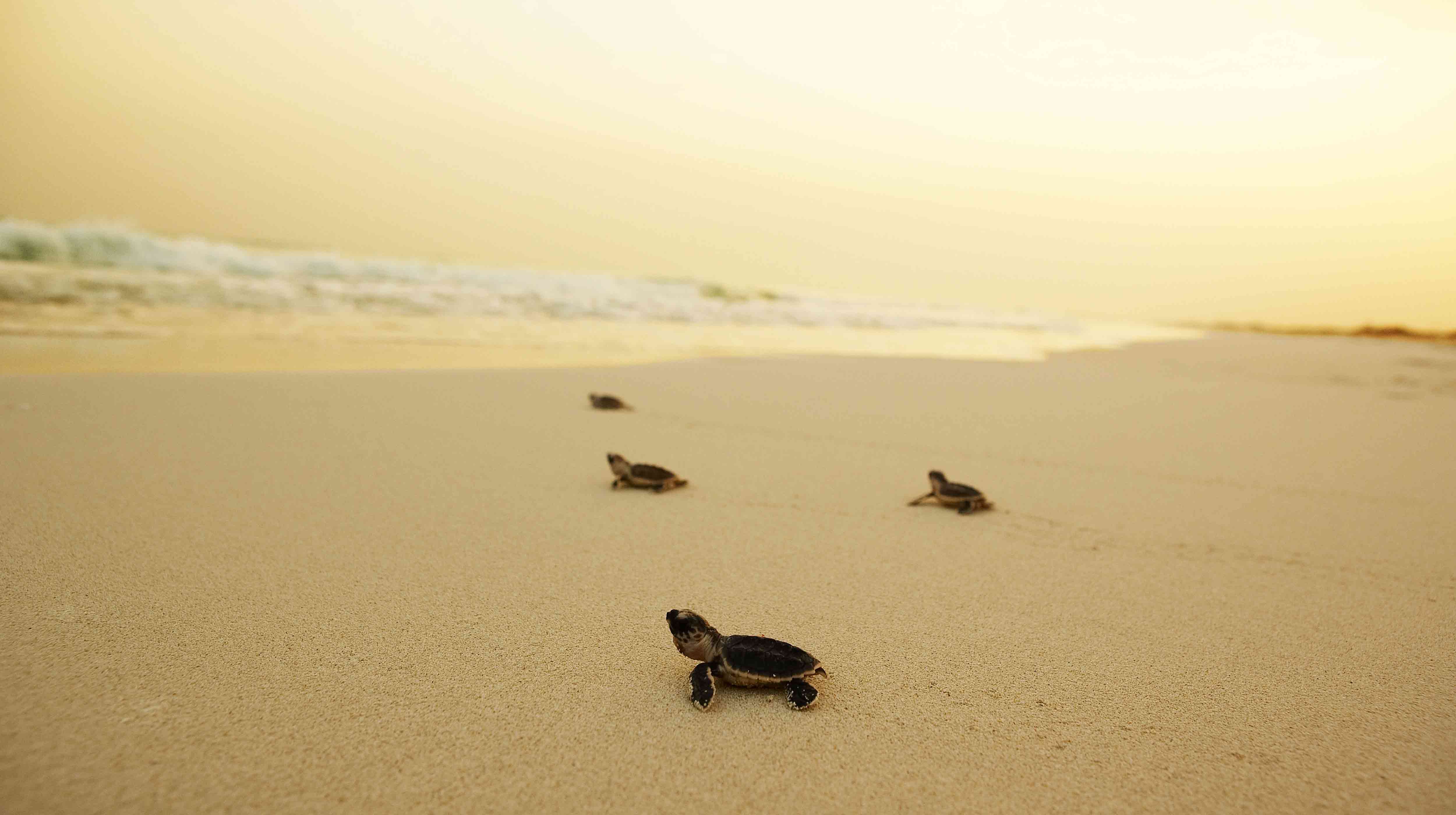 Piccole tartarughe sulla spiaggia di Abu Dhabi.