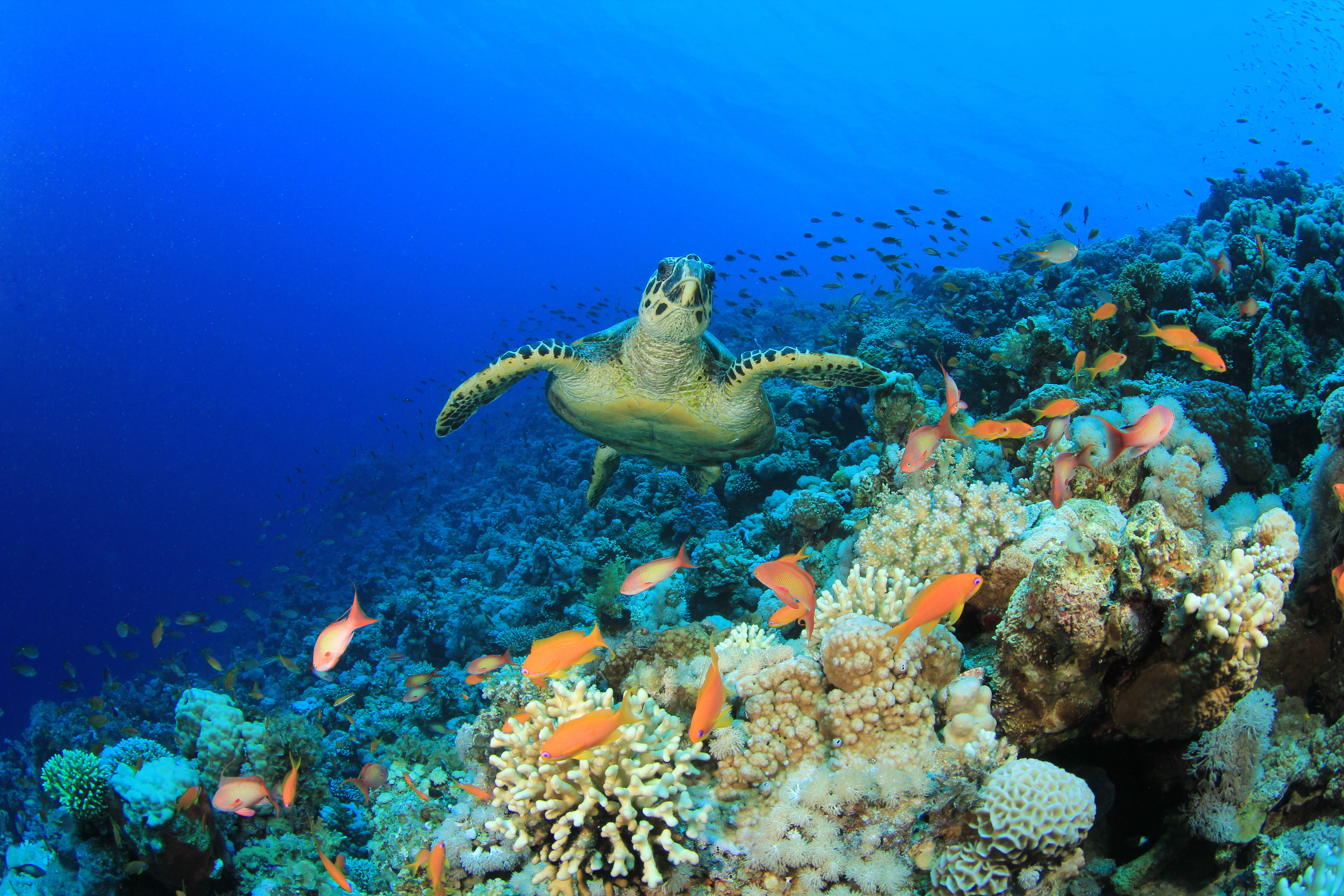 Turtle swimming among coral reefs in one of Abu Dhabi's Marine Protected Areas
