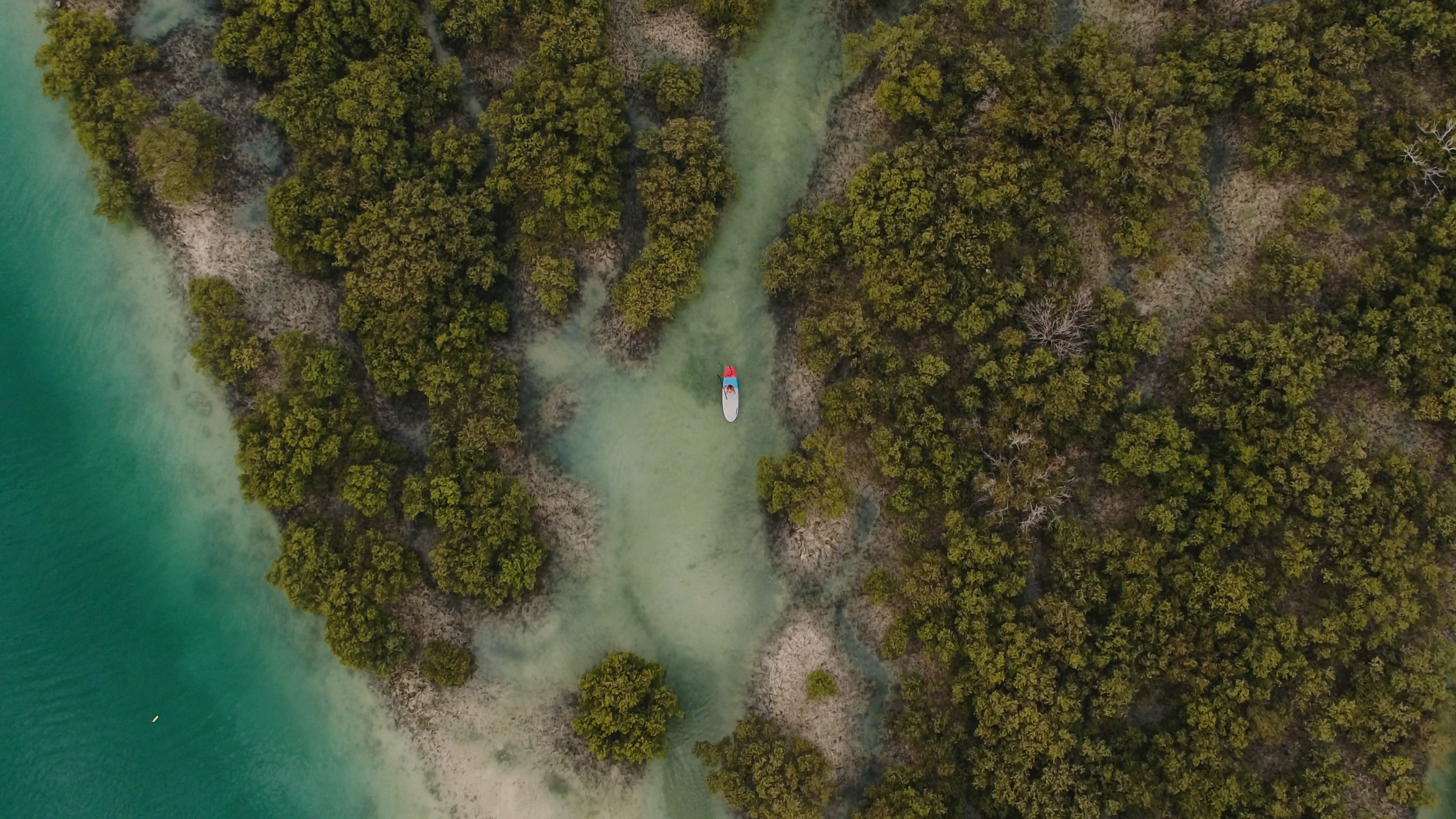 Bird's eye view of a kayak amidst mangrove trees in a marine protected area in Abu Dhabi