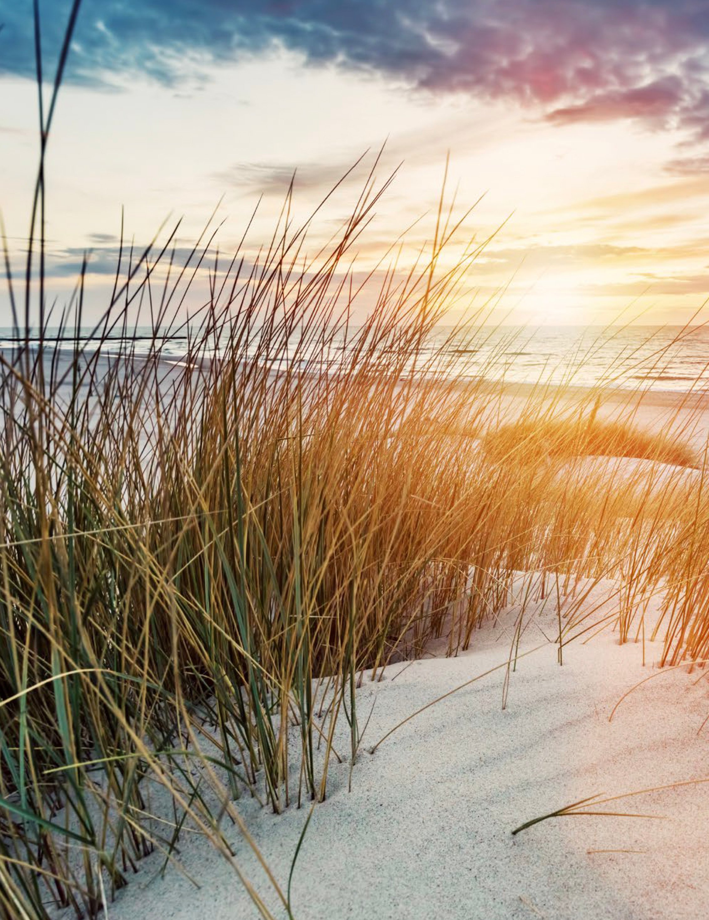عشب ينمو في الرمال قرب شاطئ في متنزه السعديات البحري الوطني