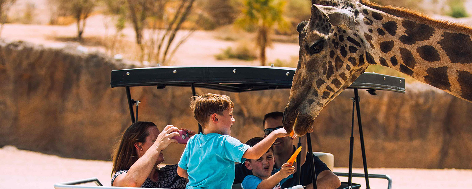 عائلة من السياح في حديقة حيوانات العين والأطفال يطعمون الزرافة ويصورون