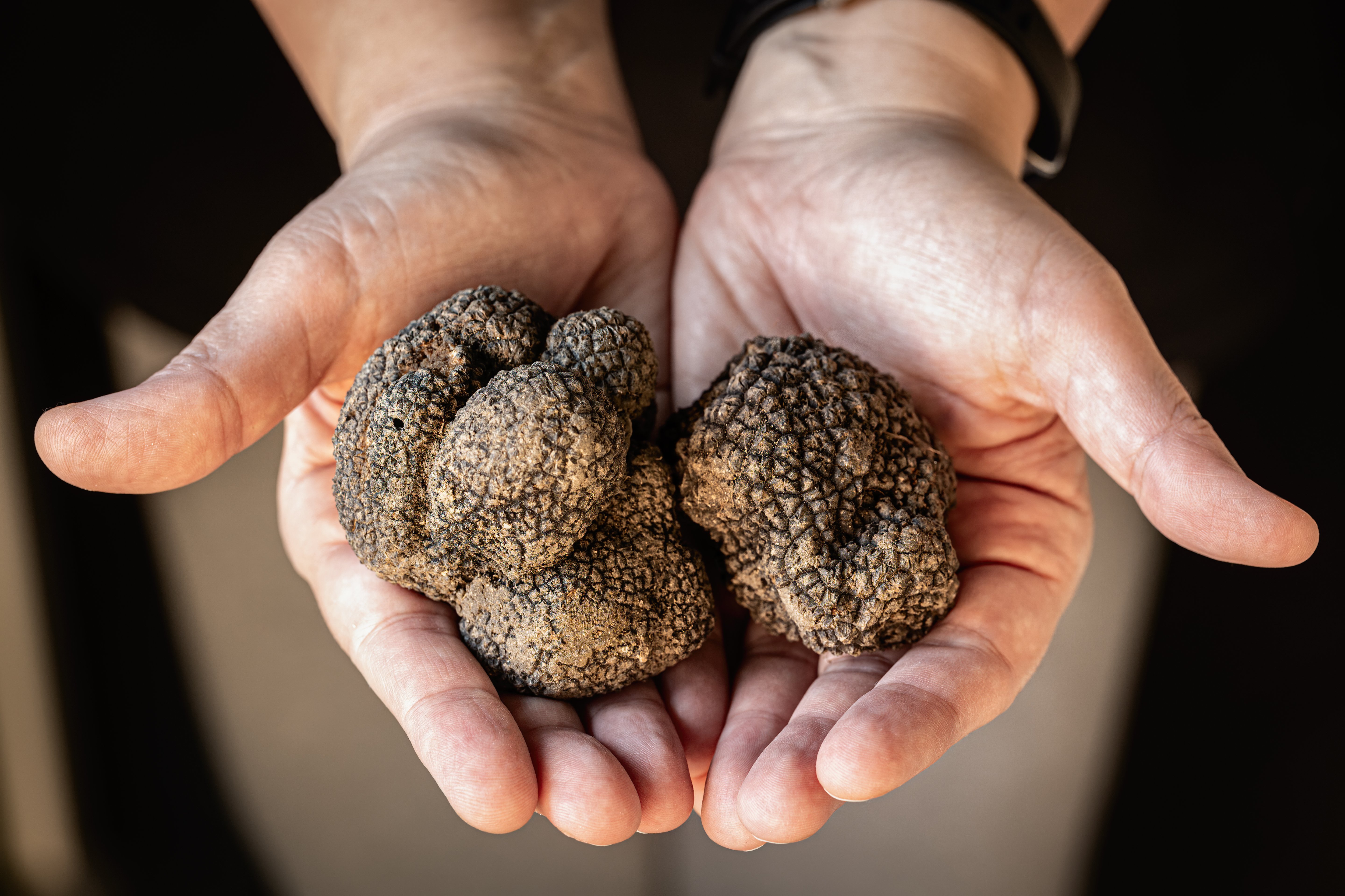 5. Si possono trovare funghi anche nel deserto 