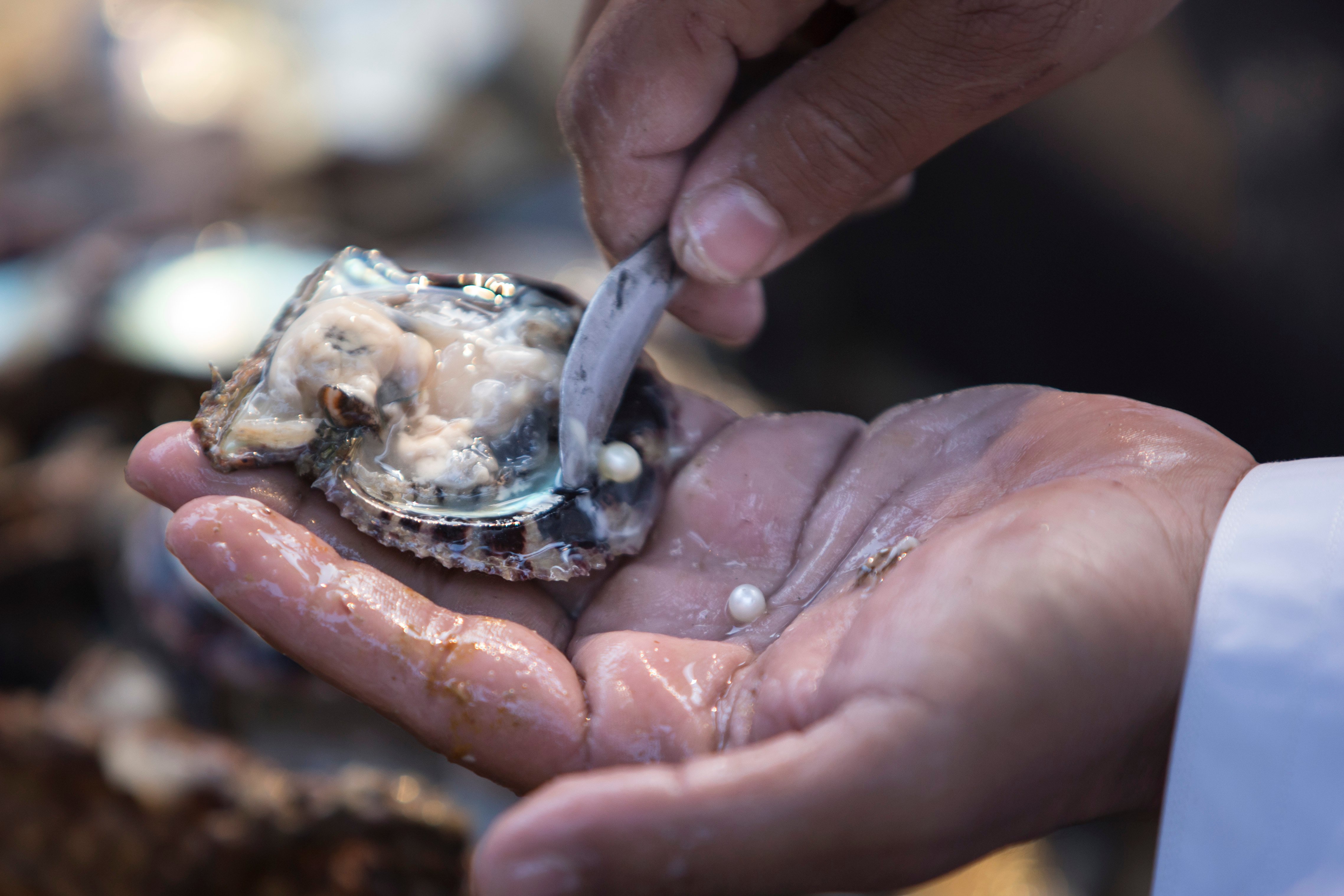 8. Die älteste Perle der Welt wurde in Abu Dhabi entdeckt. 