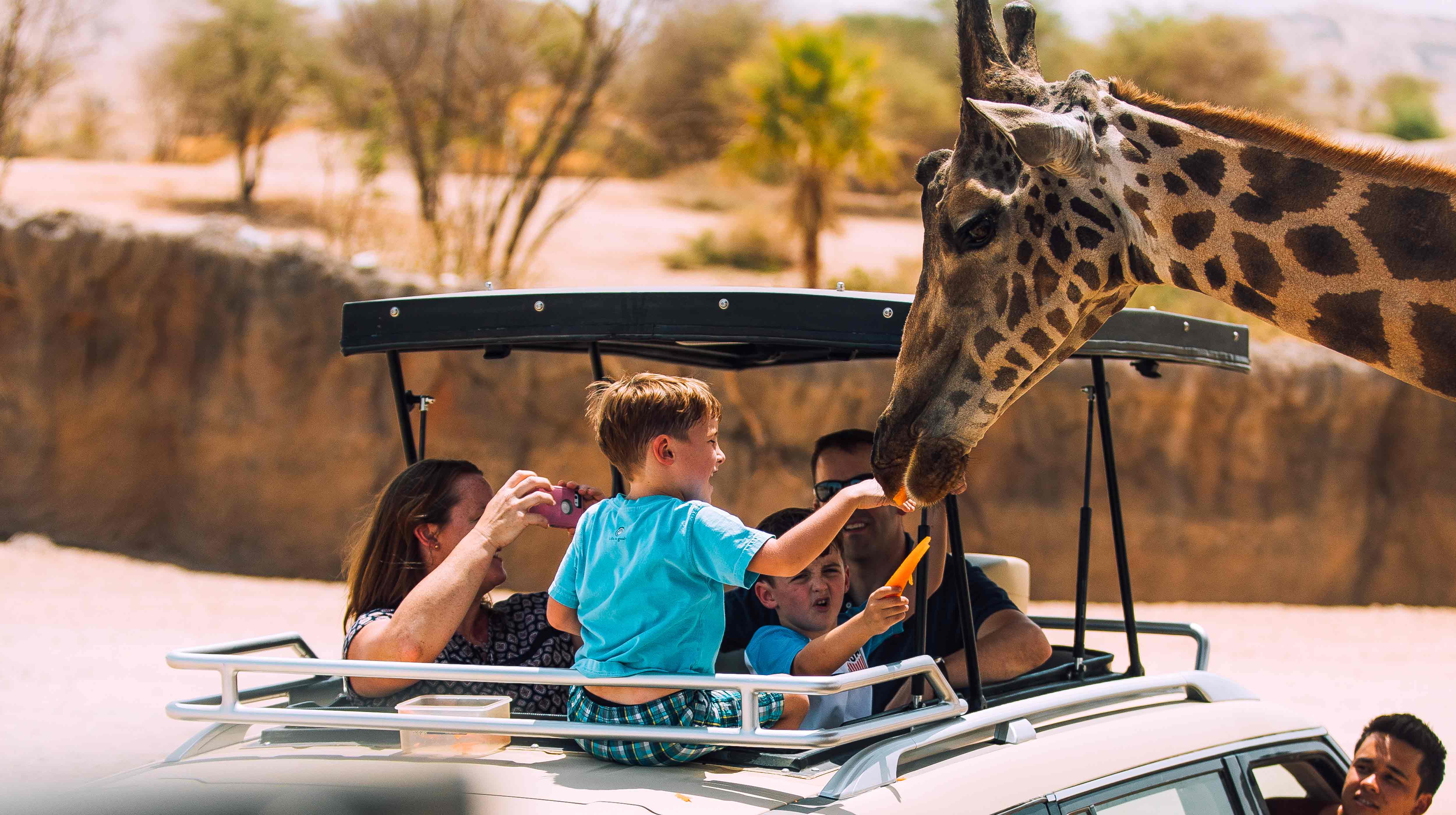 Boys feeding a giraffe at Al Ain Zoo