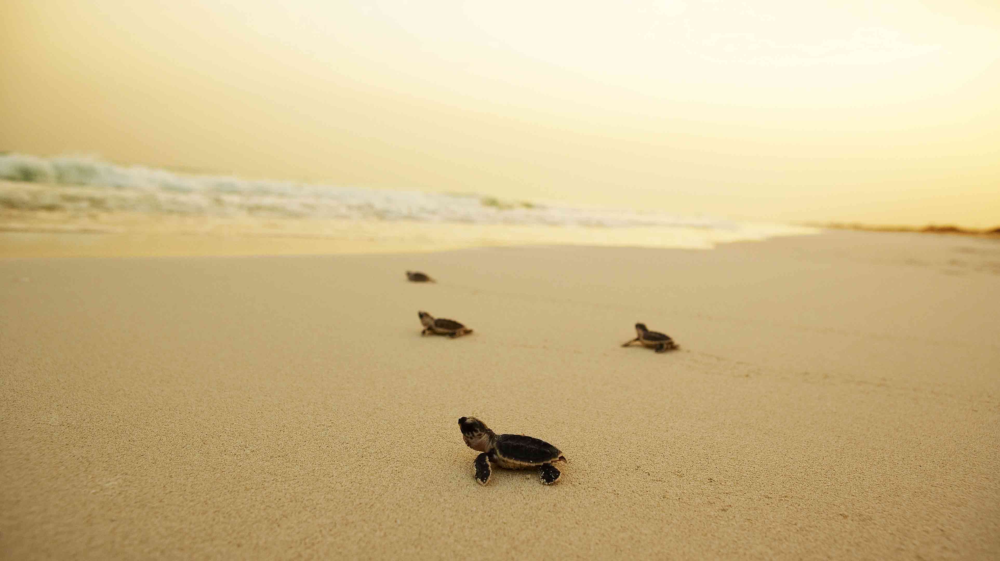 سلاحف صغيرة تمشي فوق الرمال الذهبية نحو ماء البحر في إحدى جزر أبوظبي