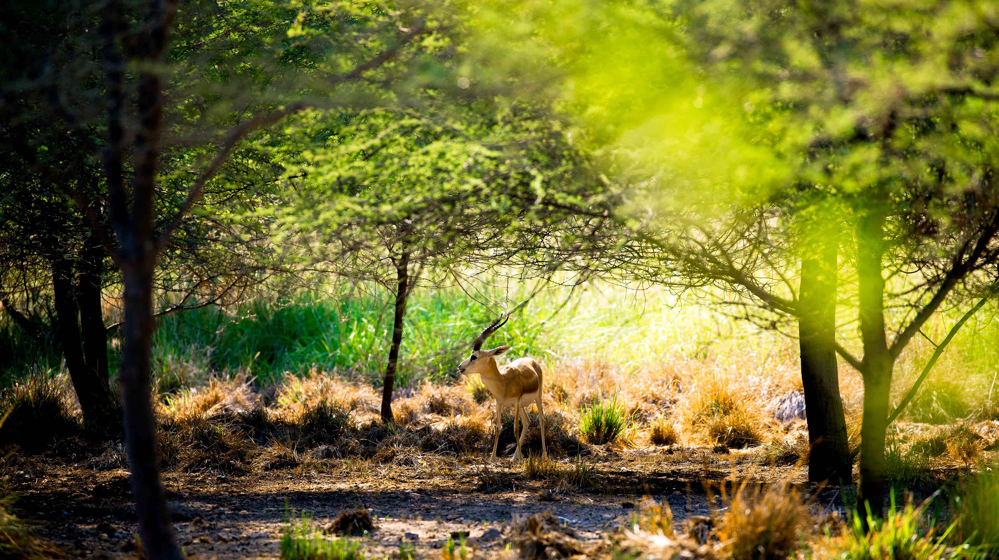 11. 萨巴尼亚岛（Sir Bani Yas Island） 