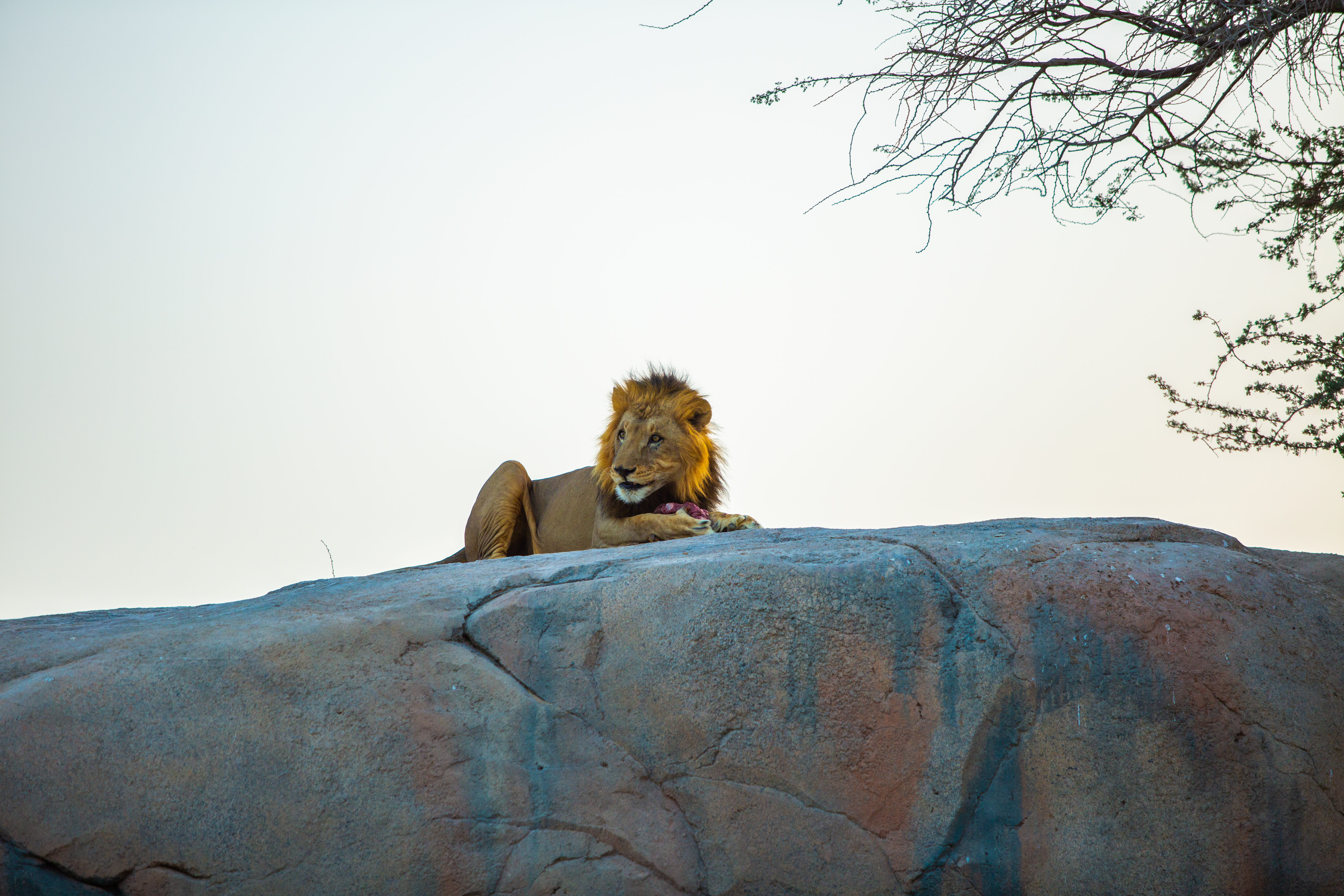 Un leone si prepara al pasto sdraiato su un grande masso allo zoo di Al Ain