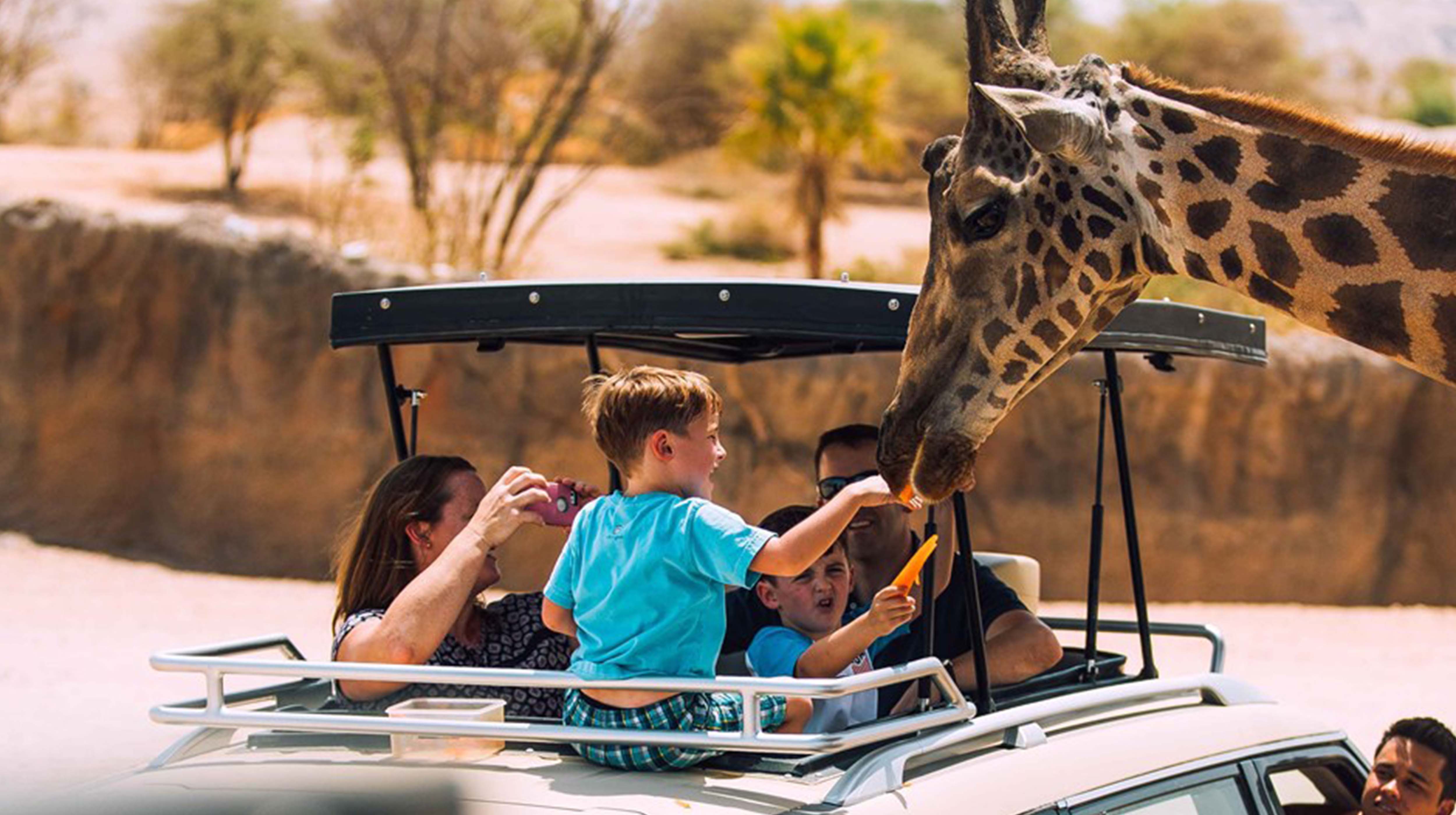 6. Safari w Al-Ajn