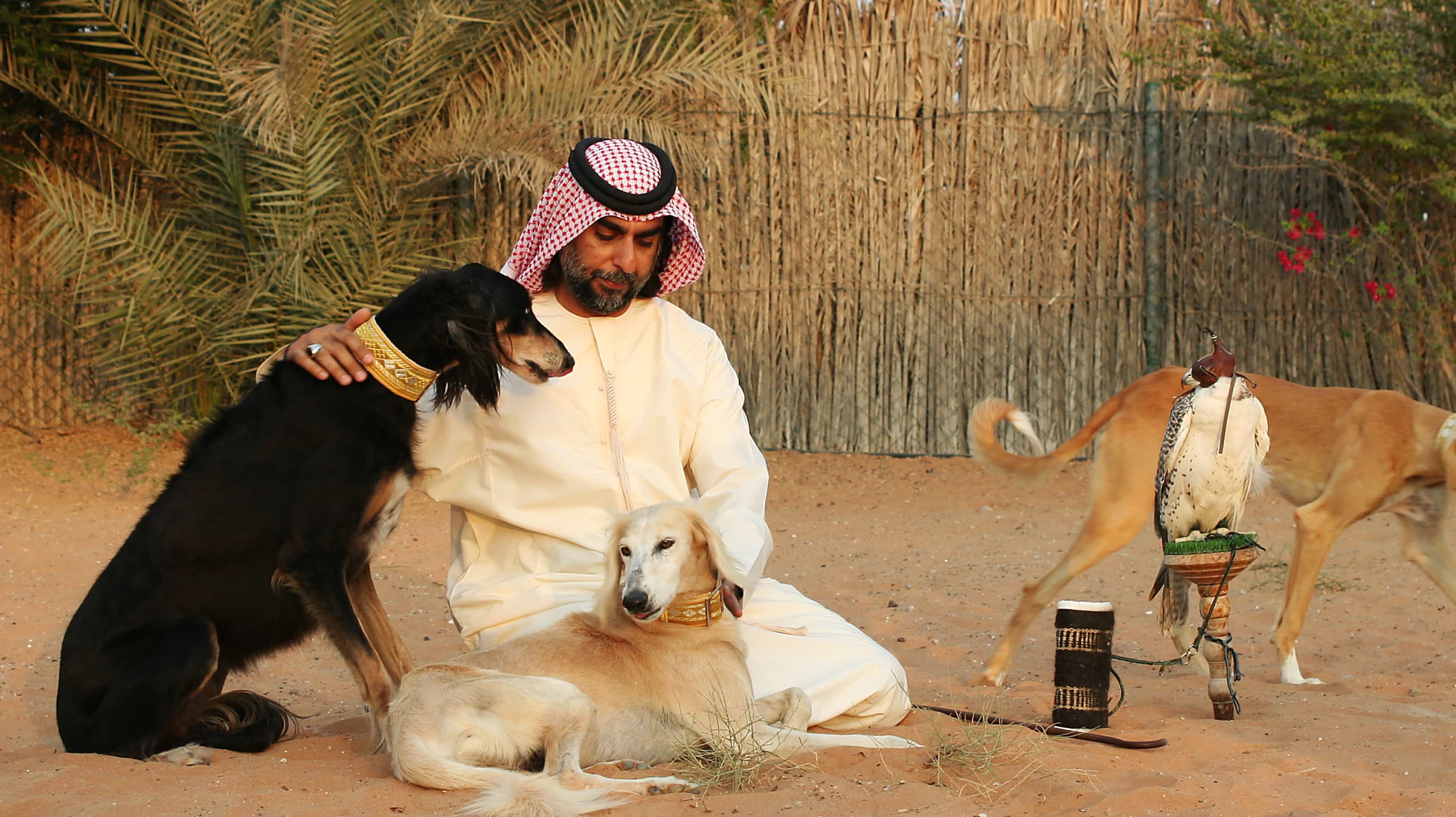 Emirati man sitting next to Saluki dogs and a falcon
