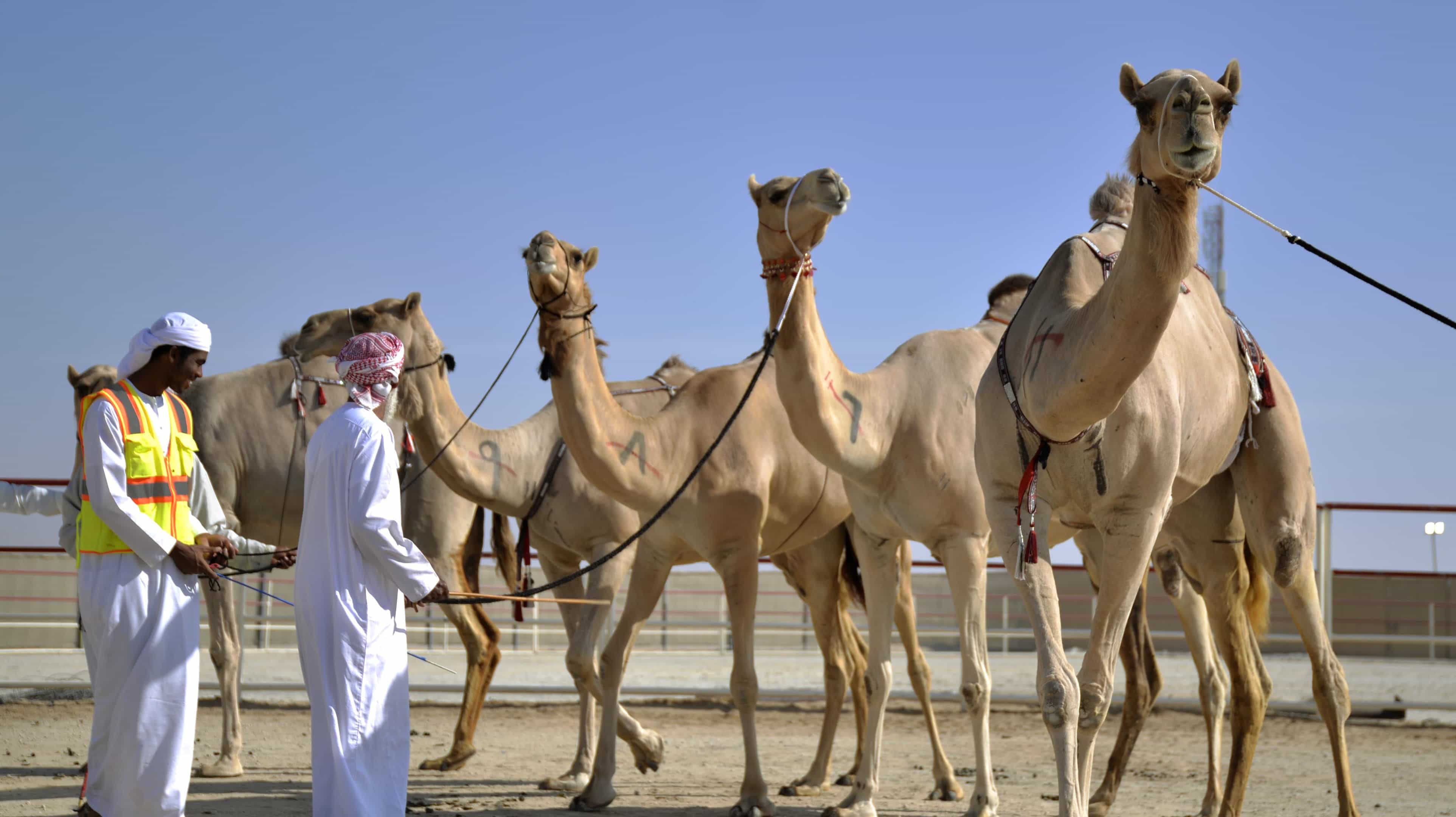 Due uomini in abiti tradizionali emiratini preparano cammelli numerati per una corsa di cammelli caratteristica della cultura di Abu Dhabi