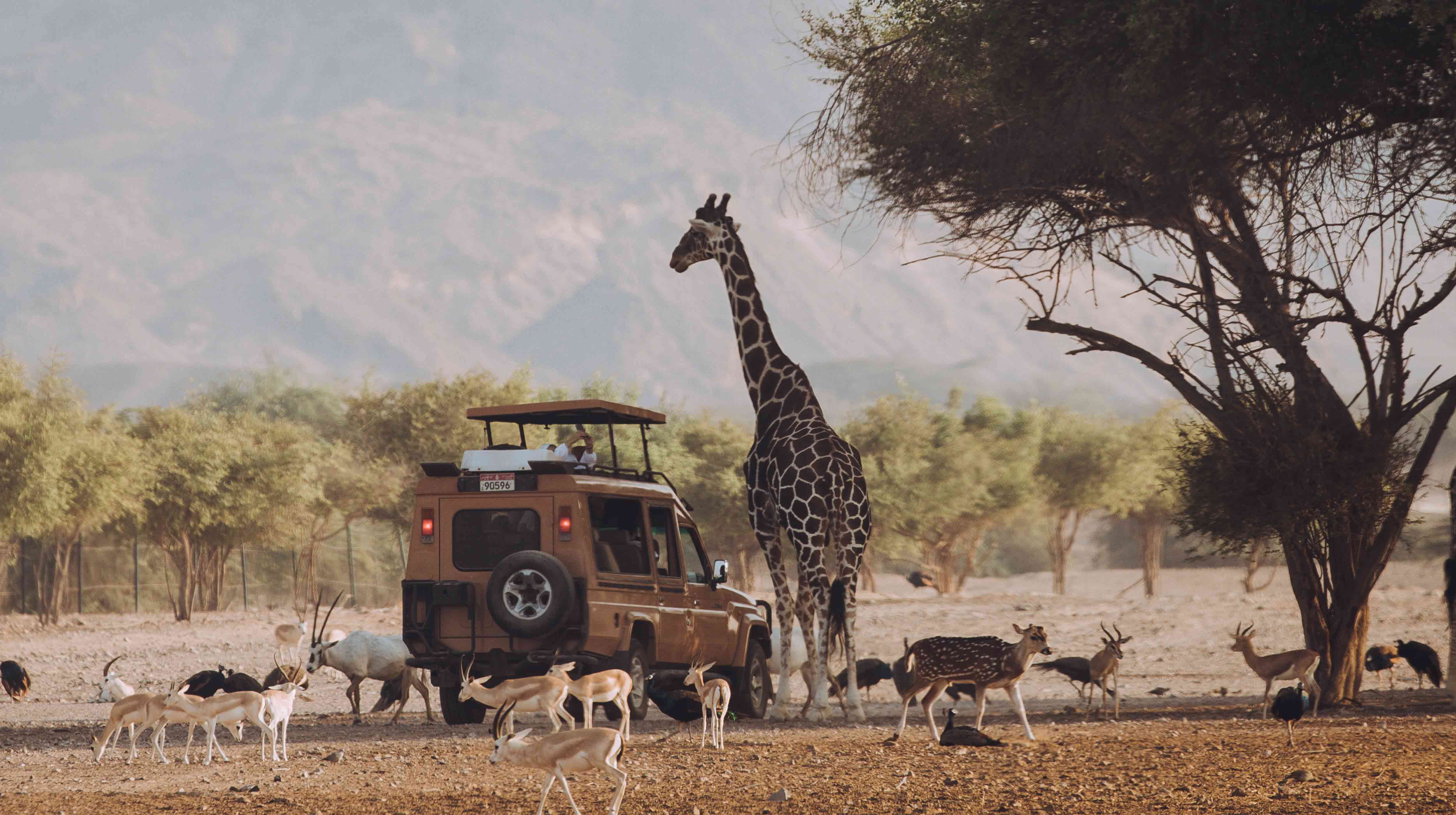 Una jeep, una giraffa e altri animali in un parco nazionale.