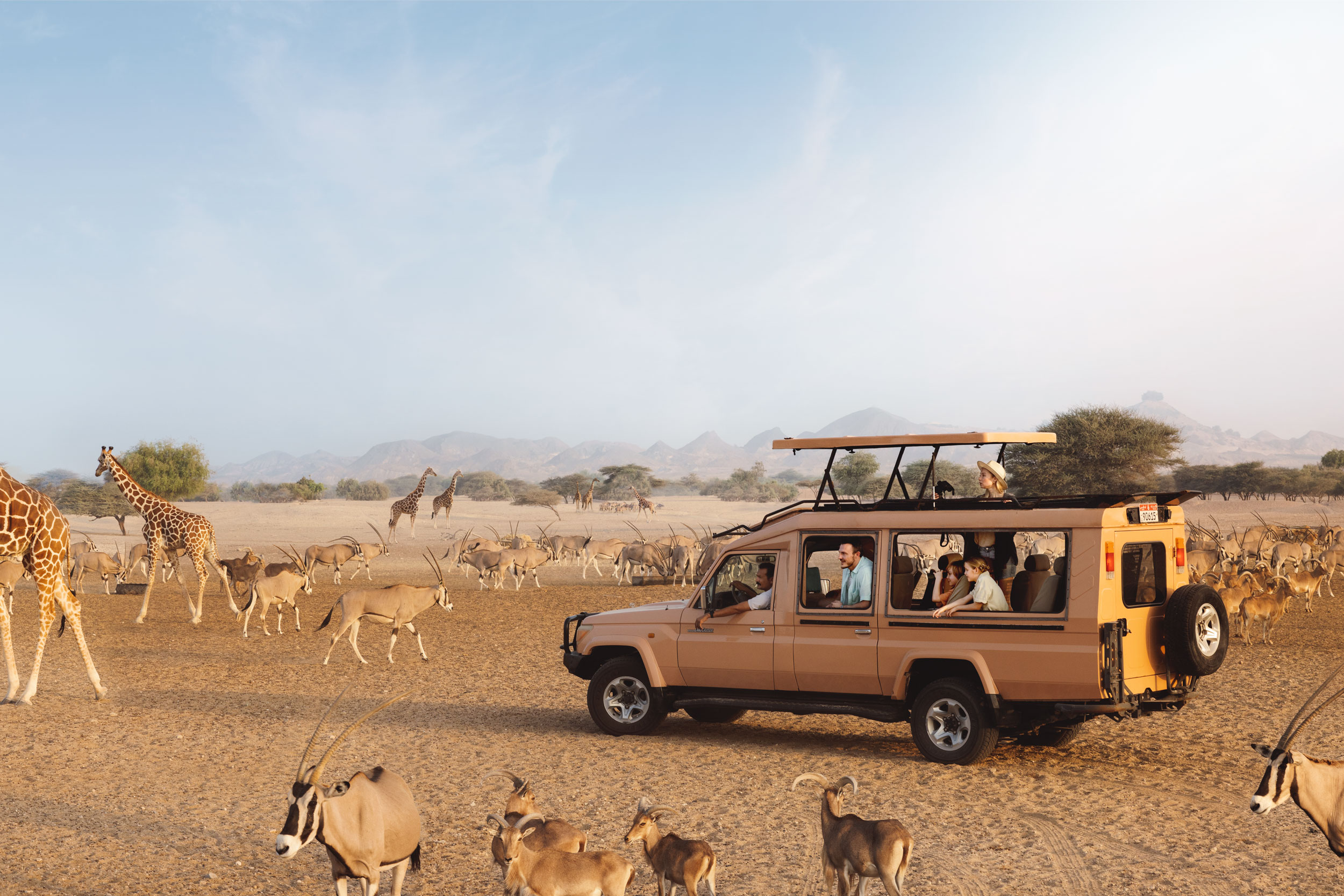 Safari in Sir Baniyas Island