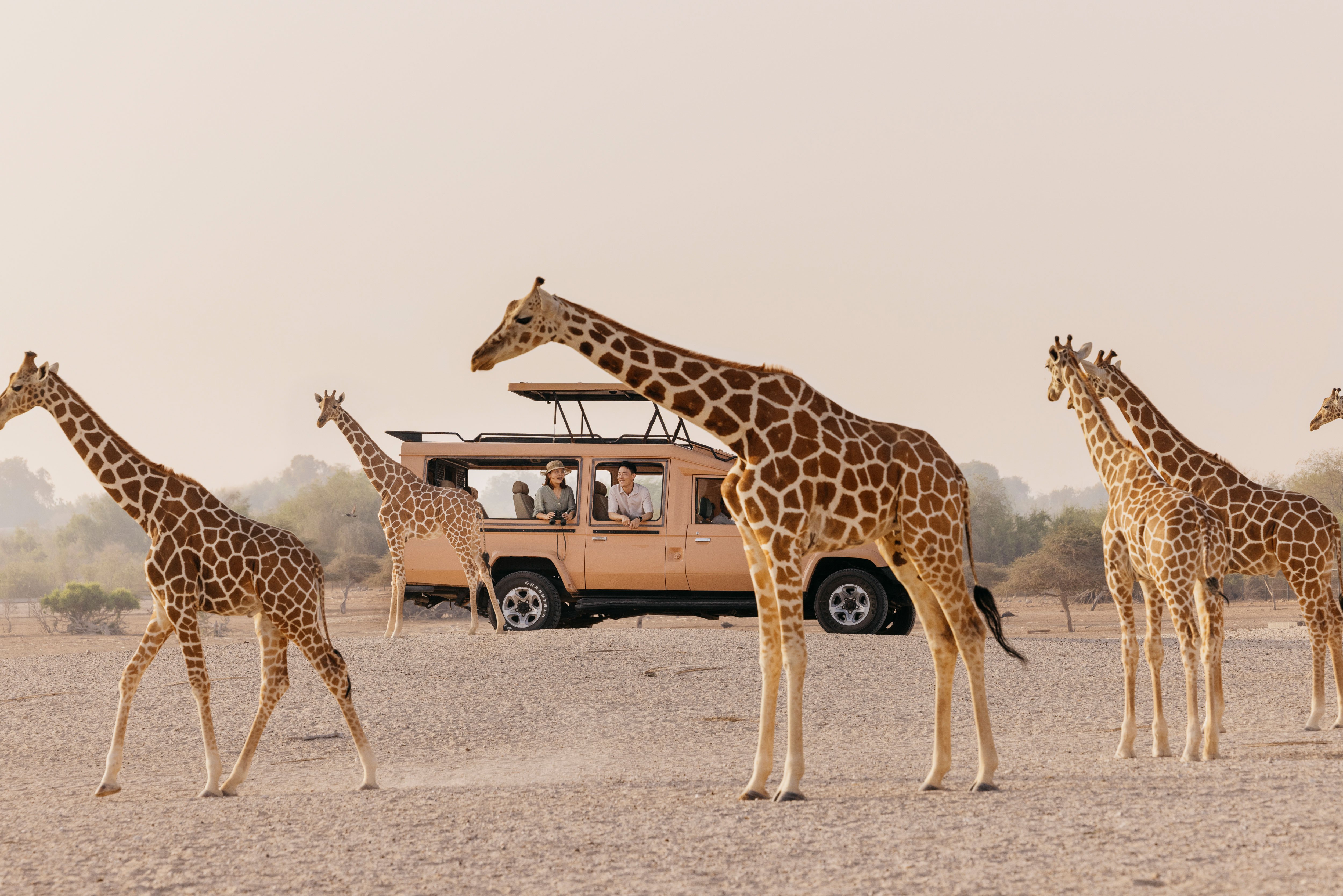 guide to sir bani yas island