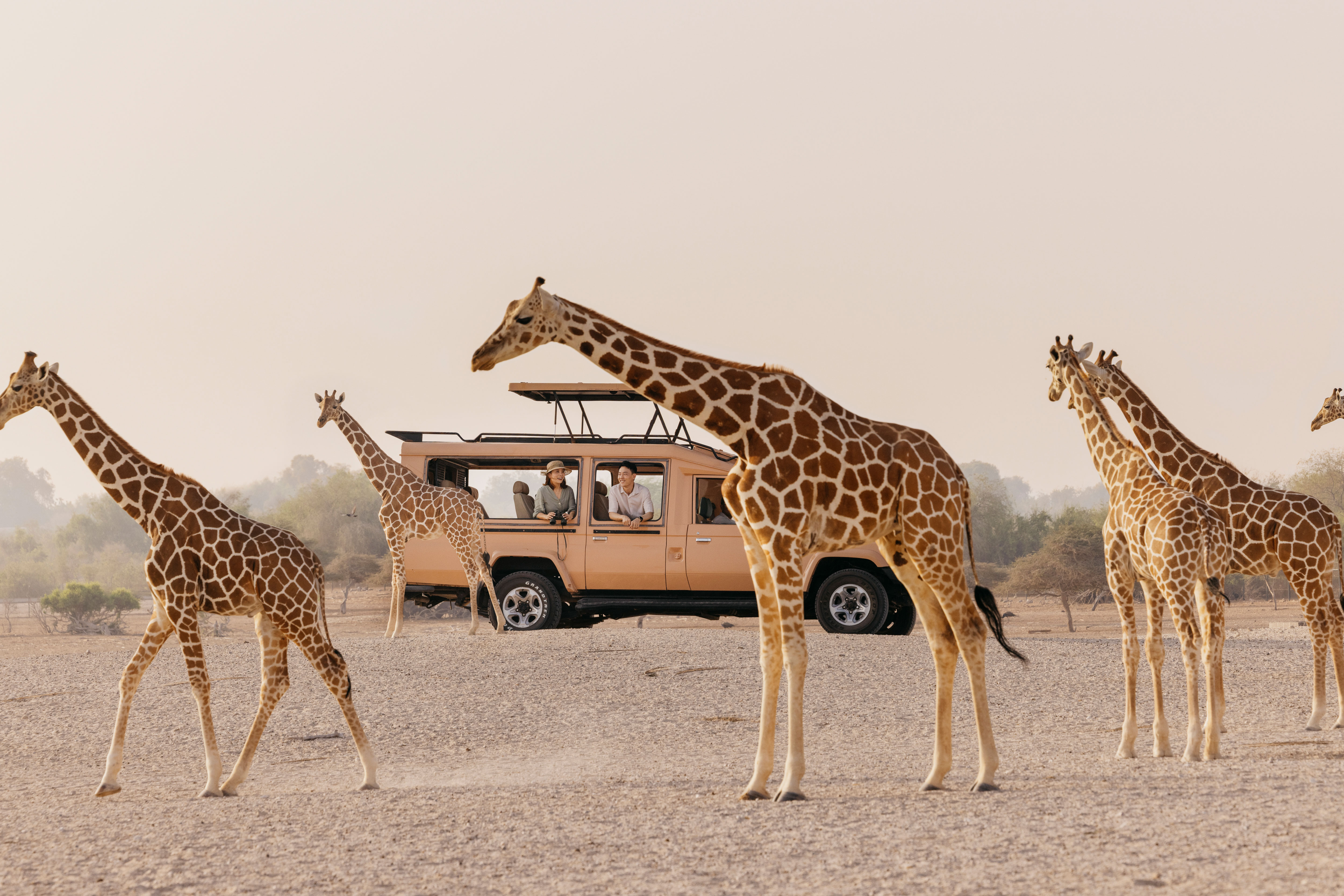 guide to sir bani yas island