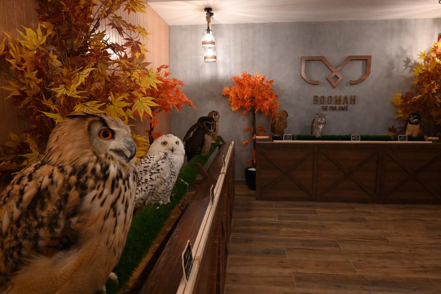 2. For animal lovers 