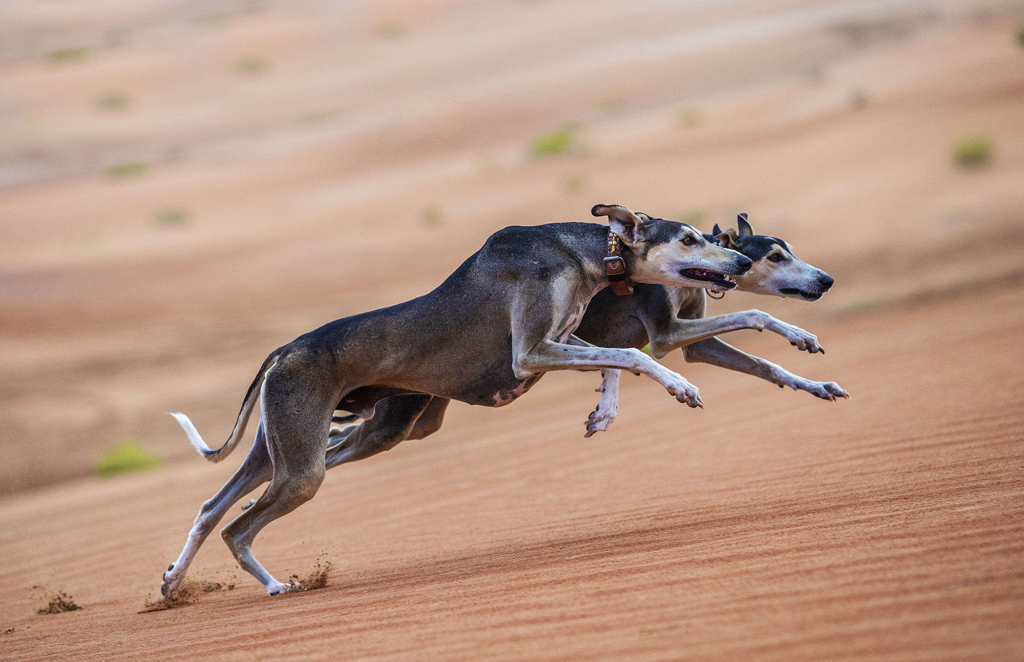 6. Rencontre avec un animal emblématique au Saluki Centre