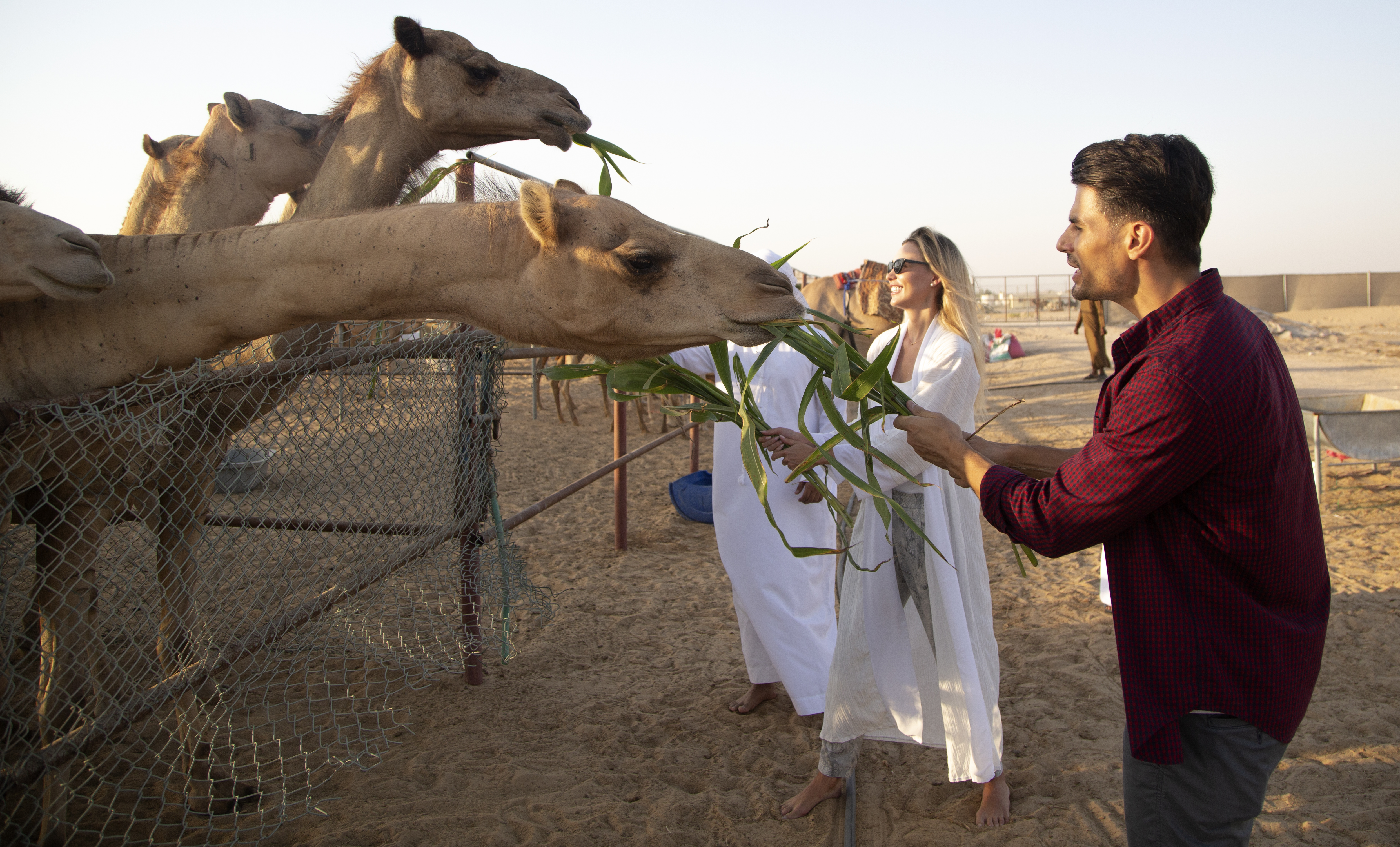 Zusammen mit einem Emirati einen Bauernhof der Region besuchen