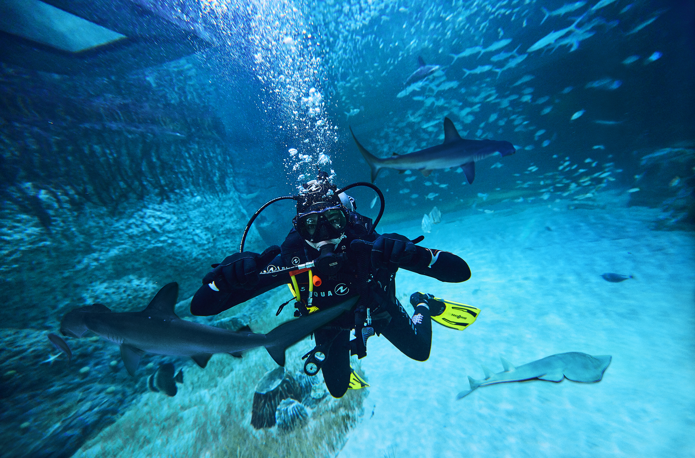 Scuba diver diving amongst sharks at the National Aquarium in Abu Dhabi