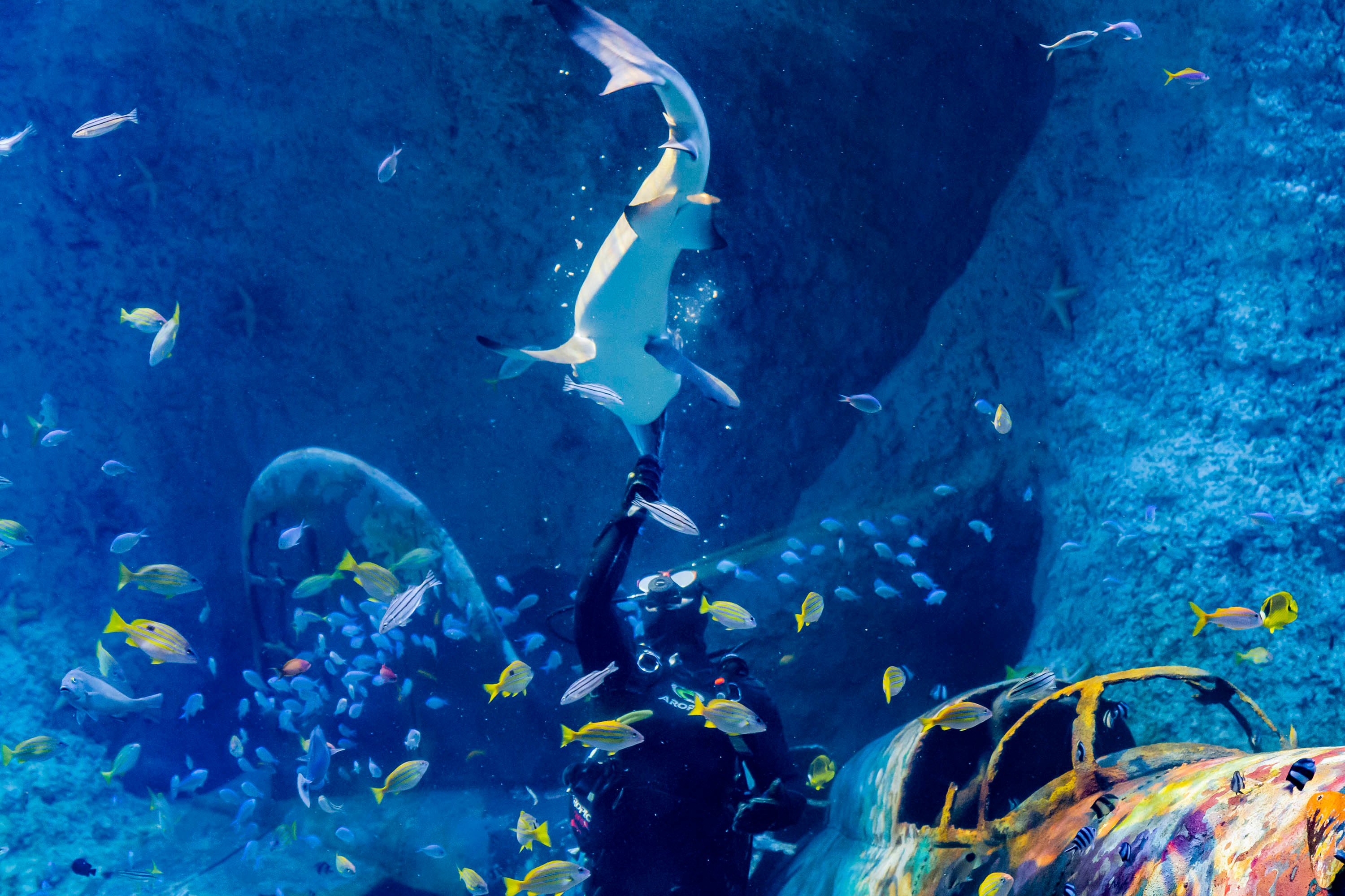 غواص يُطعم أسماك القرش والشفنينيات في ناشونال أكواريوم أبوظبي