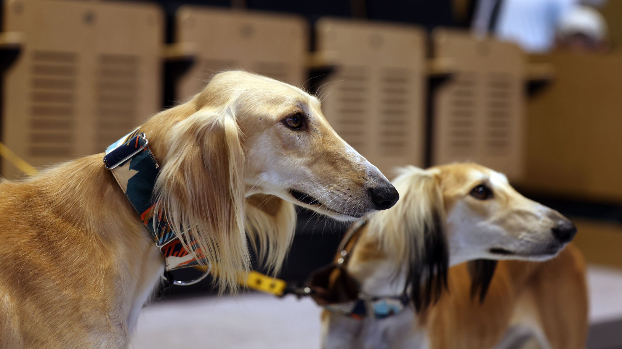 About the Arabian Saluki