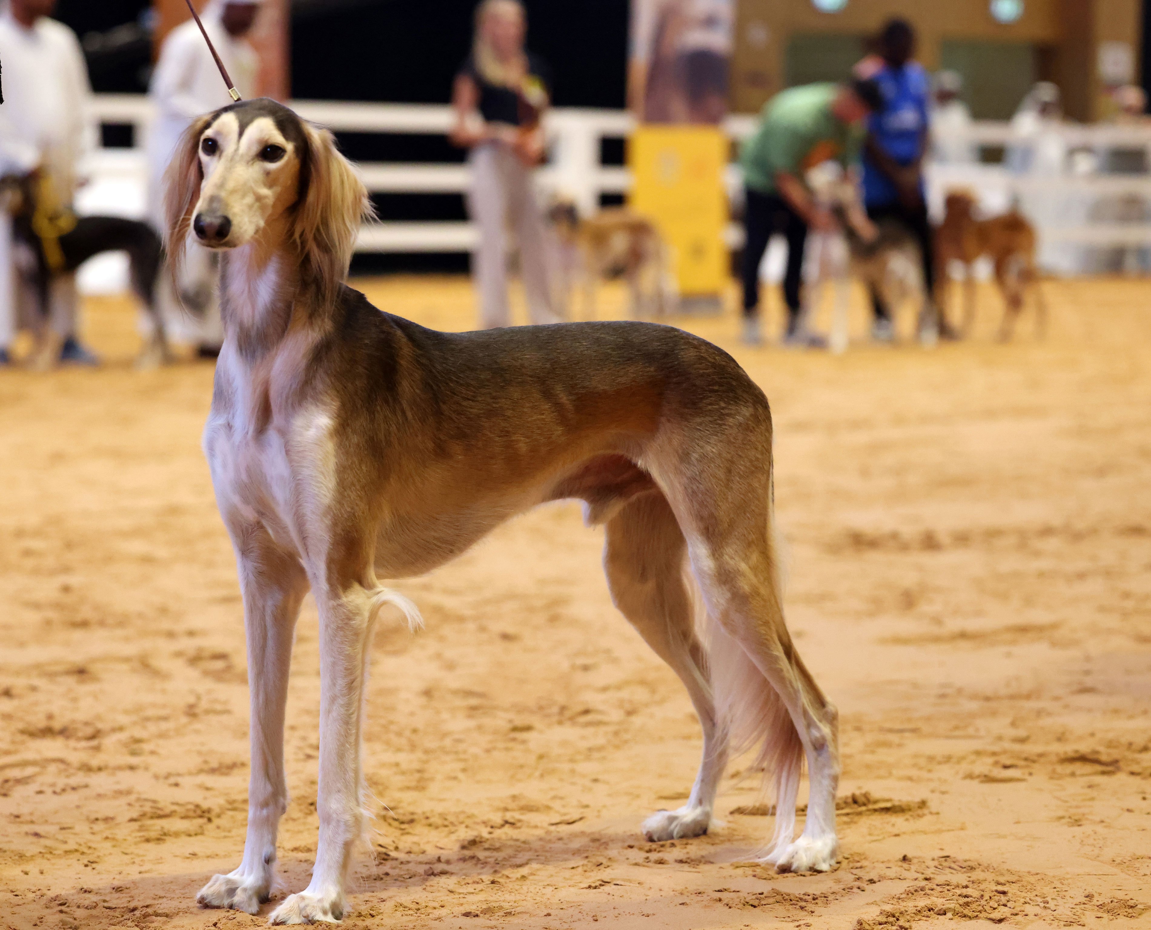 Saluki Centre