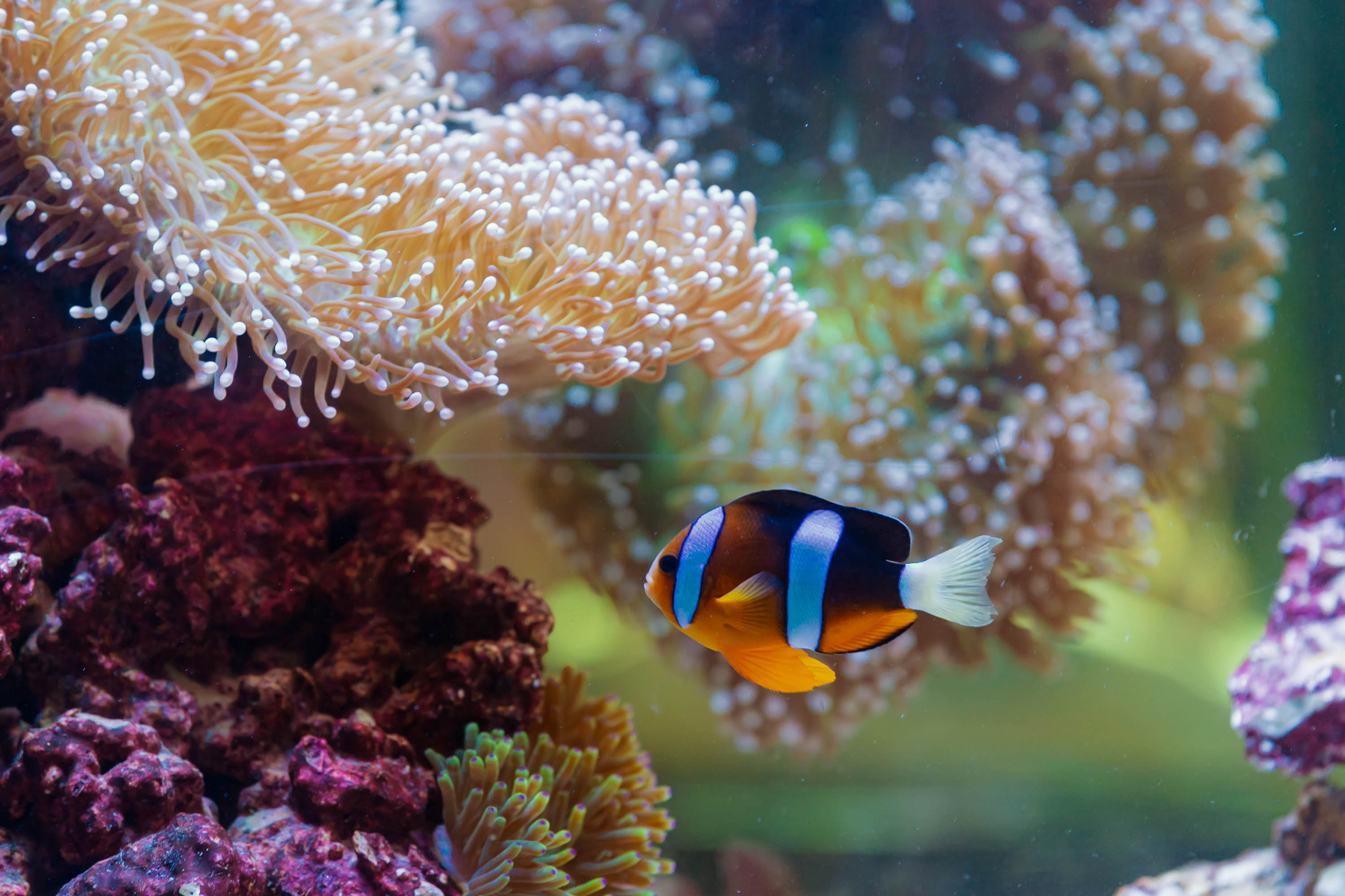 Dans l'aquarium d'Abu Dhabi, un poisson clown évolue paisiblement parmi les coraux colorés, révélant la beauté marine de cette destination.