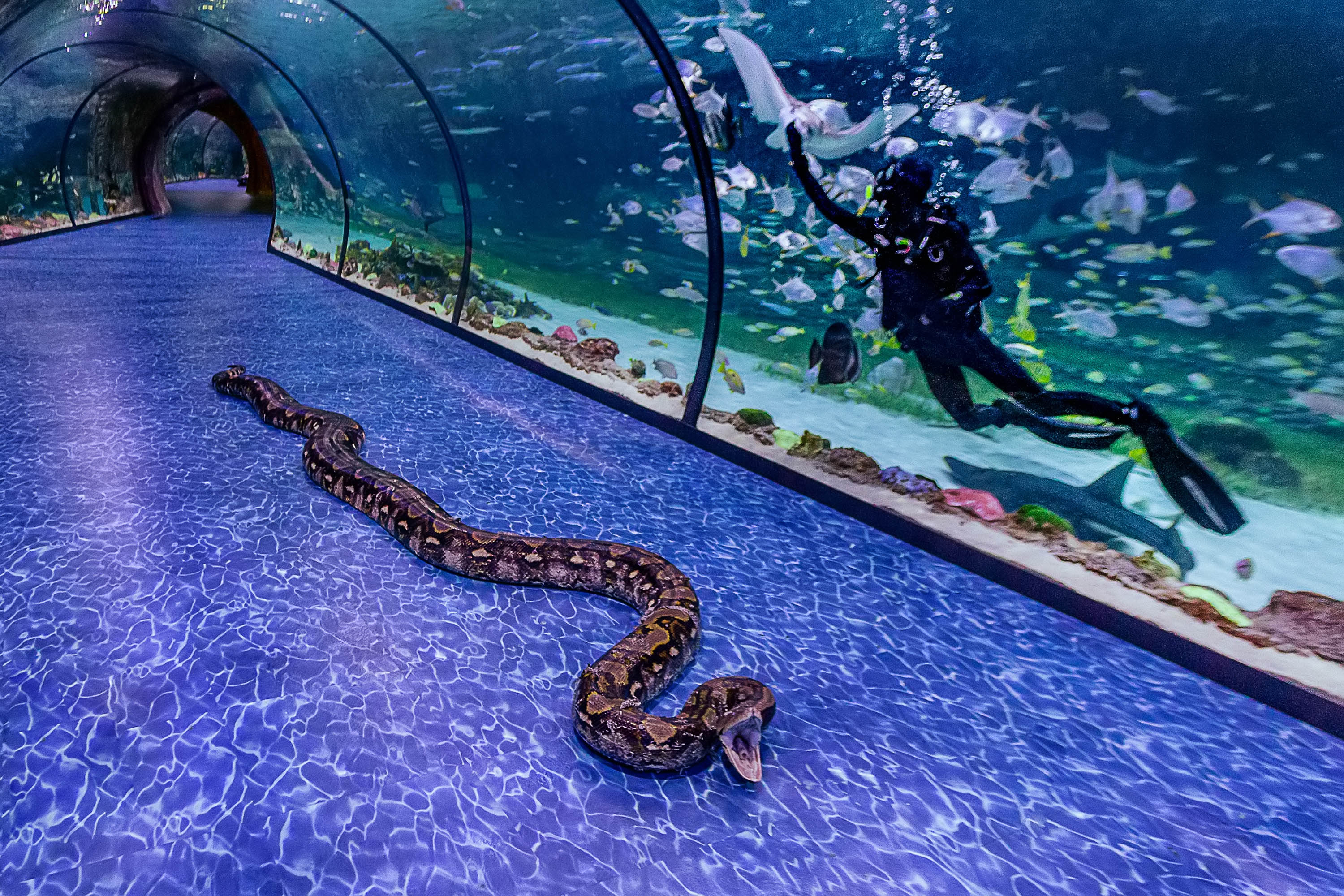 Dans l'aquarium d'Abu Dhabi, un plongeur observe paisiblement une majestueuse serpente, créant un moment captivant et unique.
