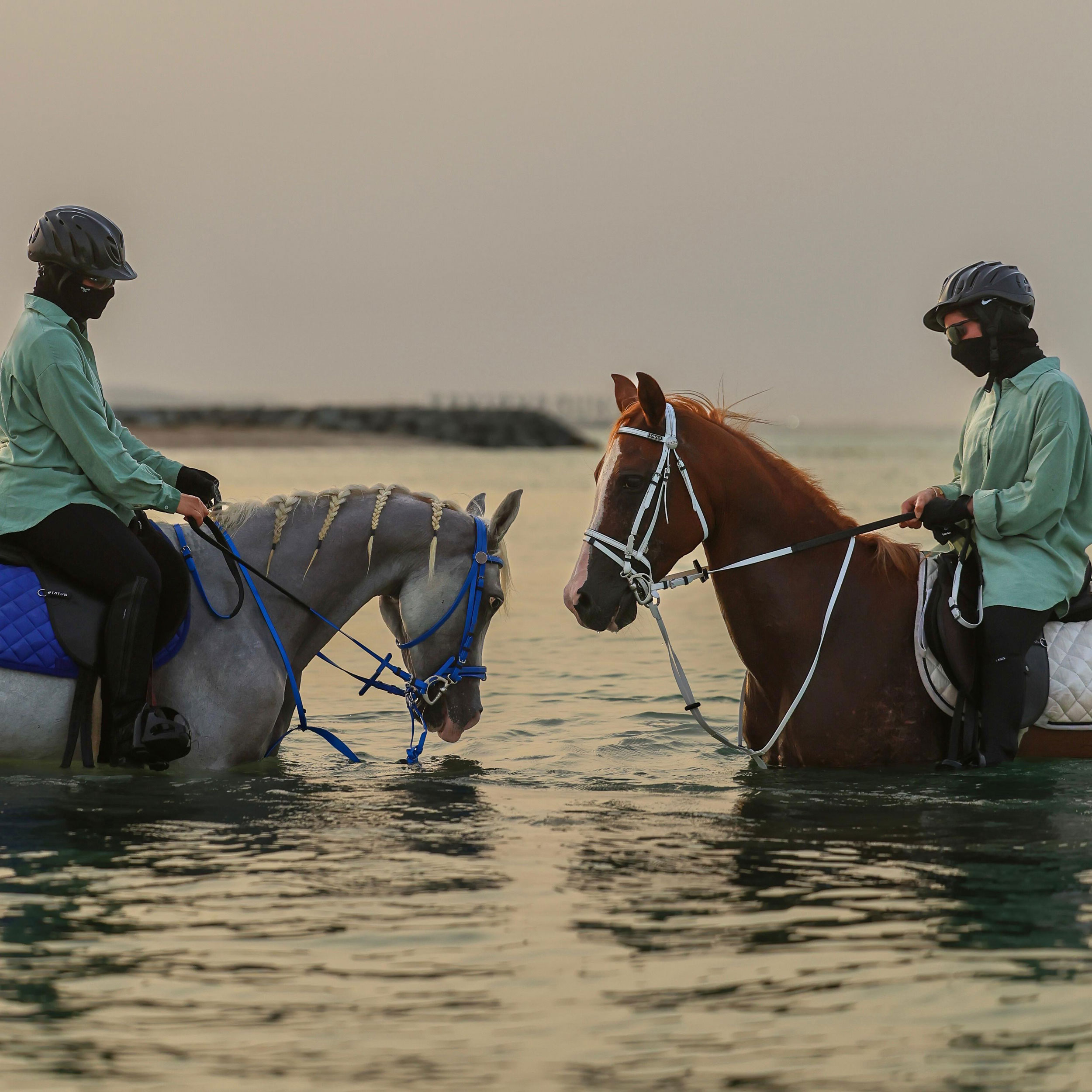 muhab equestrian training riding