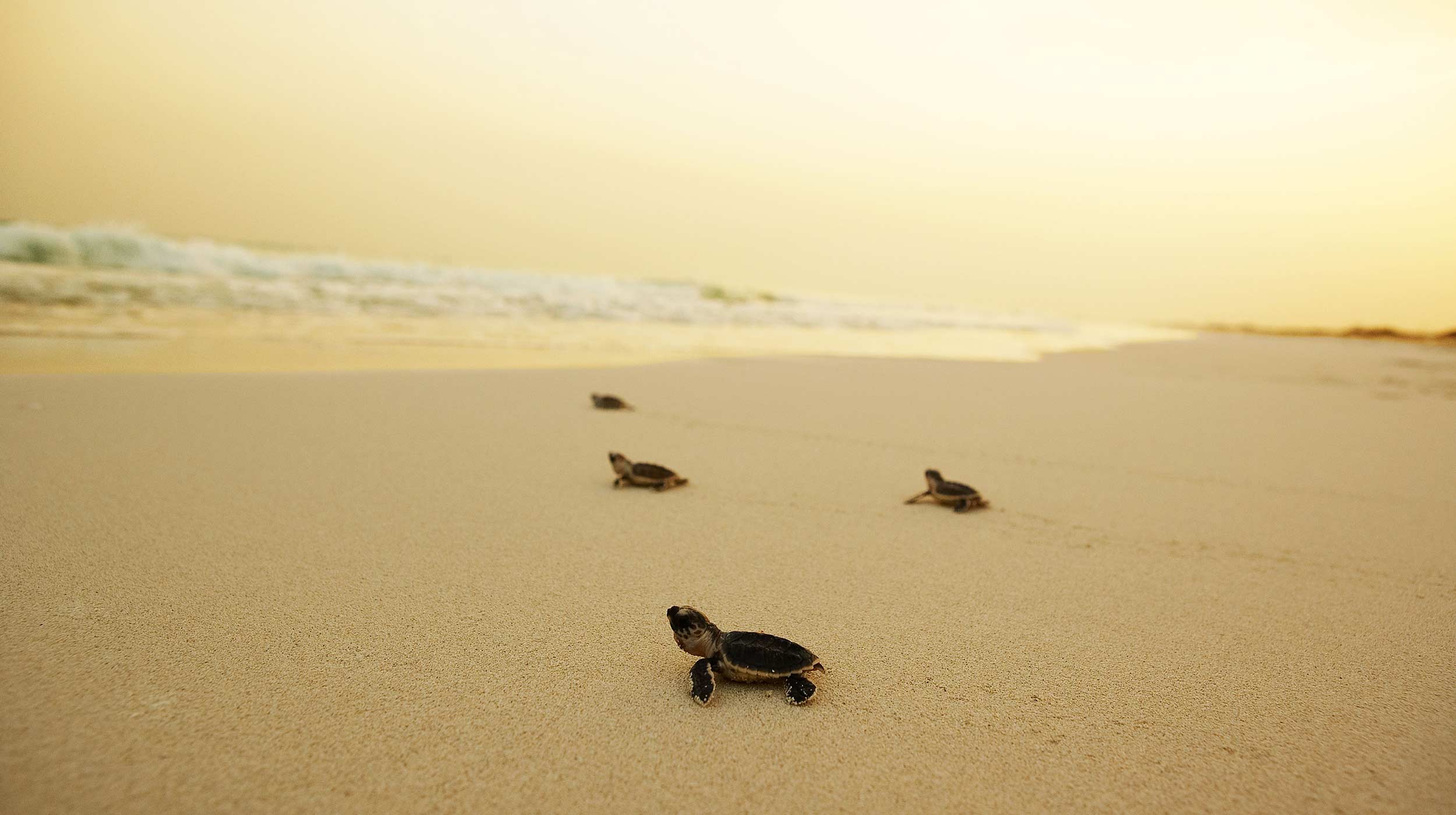 Черепахи бегут к морю на острове Сир-Бани-Яс