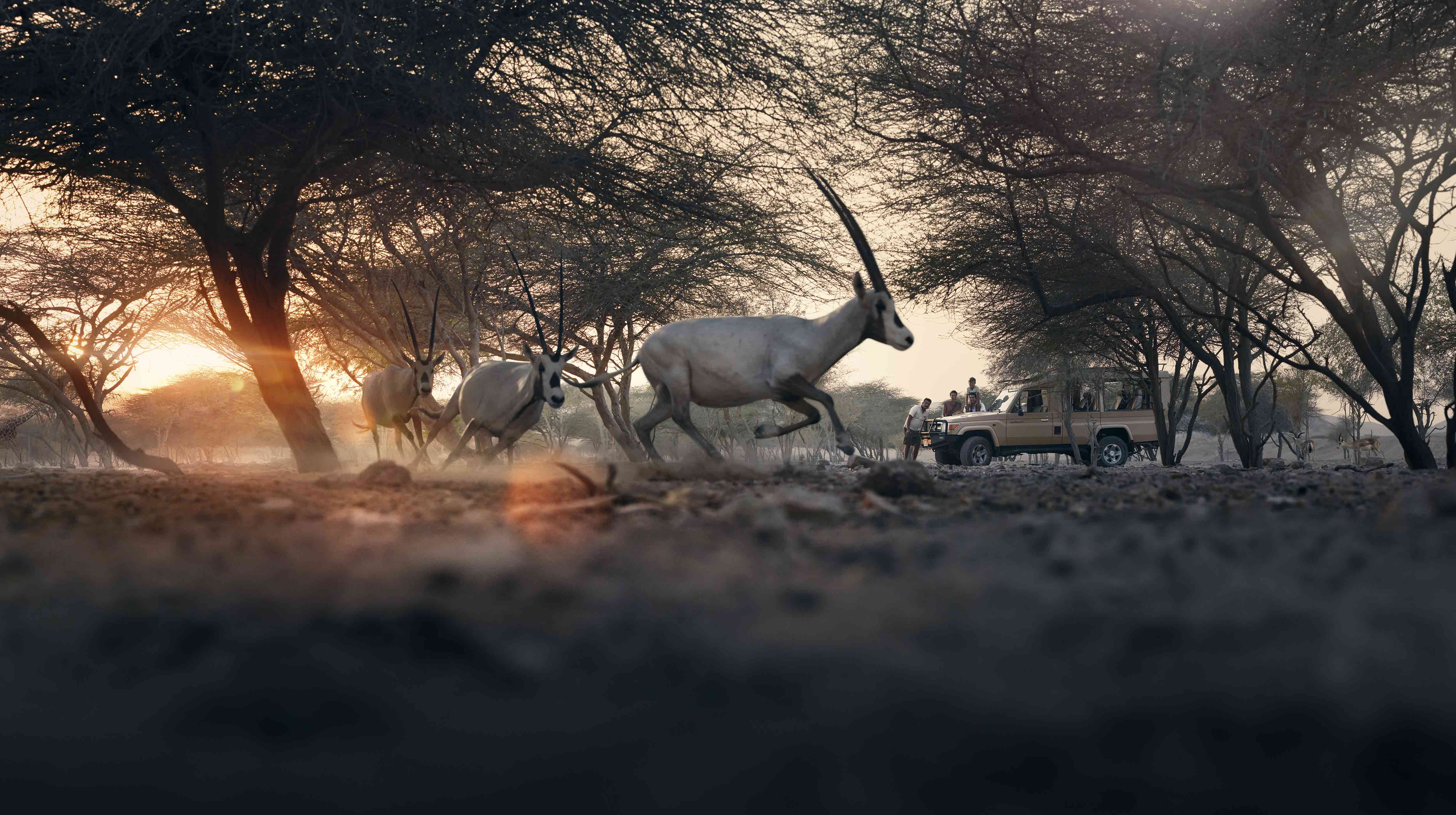 האי סיר באני יאס (Sir Bani Yas Island)
