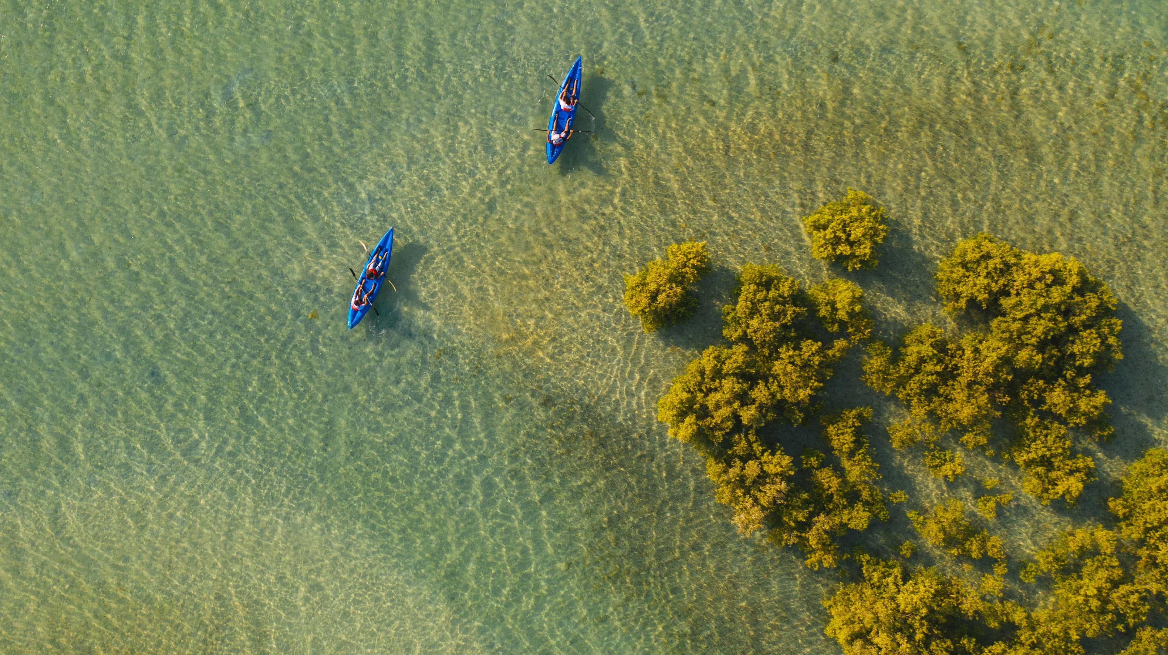 Two blue kayaks paddling near mangrove trees