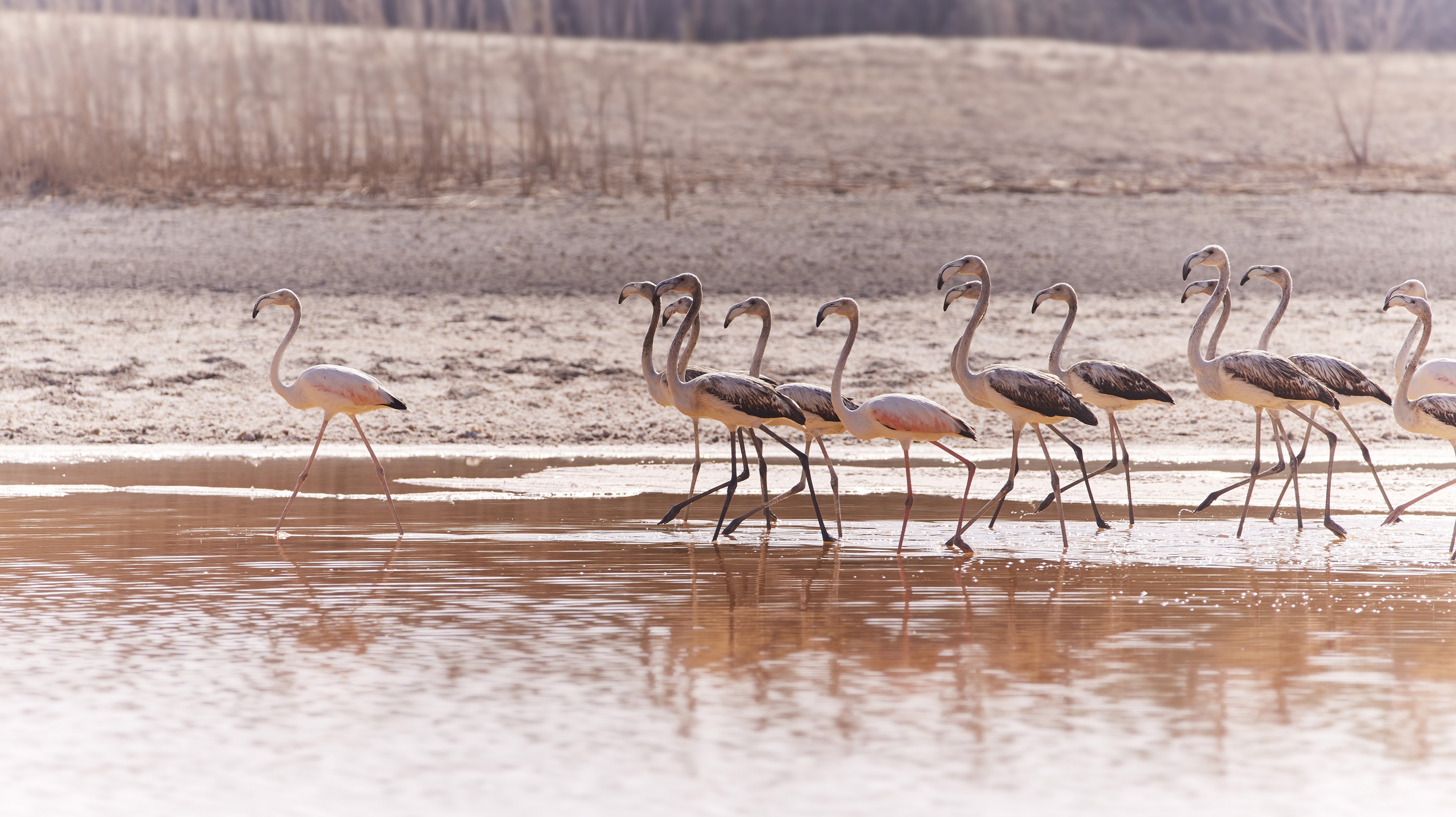 Al Wathba Wetland Reserve 