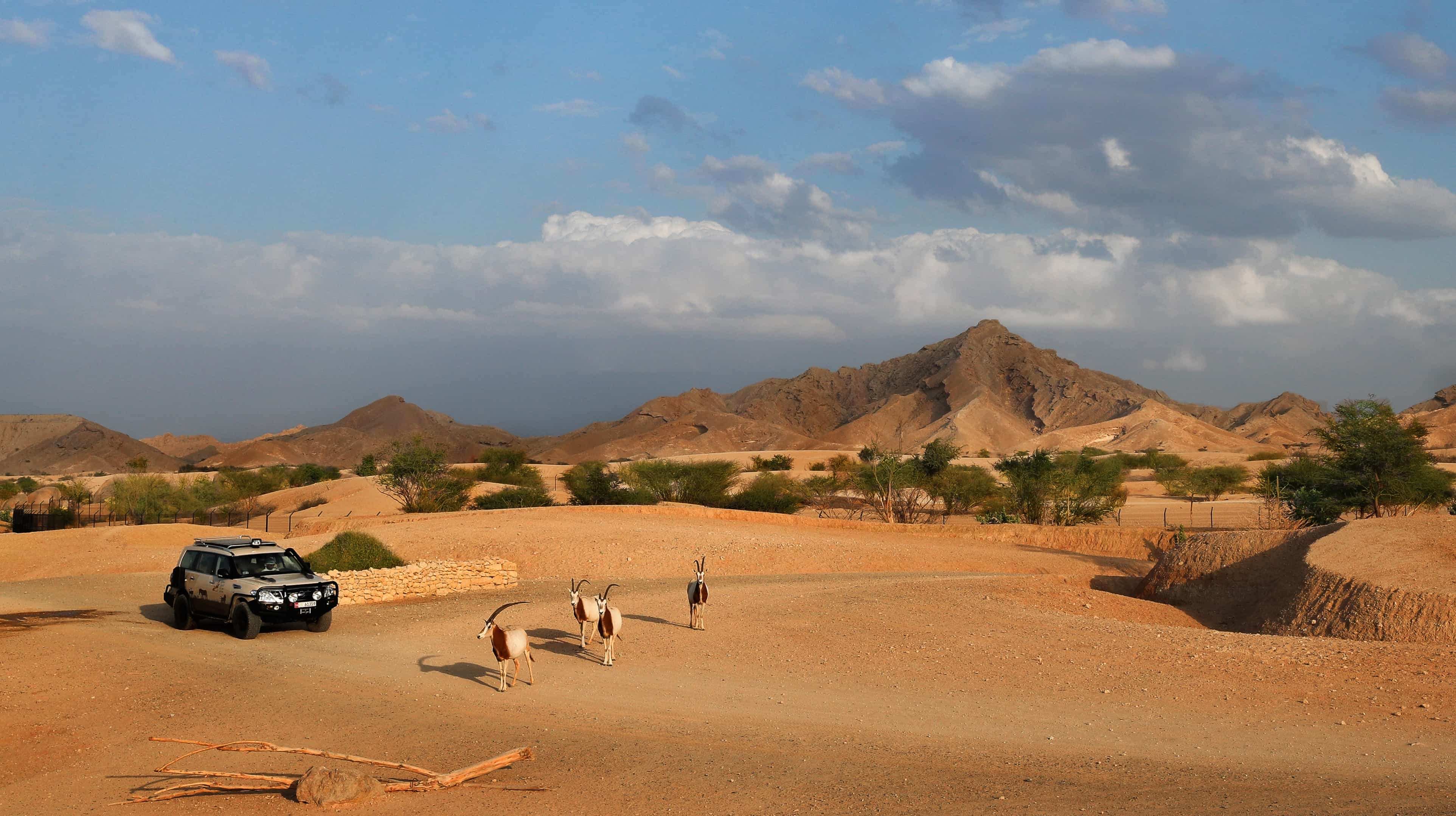 سيارة سفاري قرب مجموعة من غزال المها في منتزه الحياة البرية العربية
