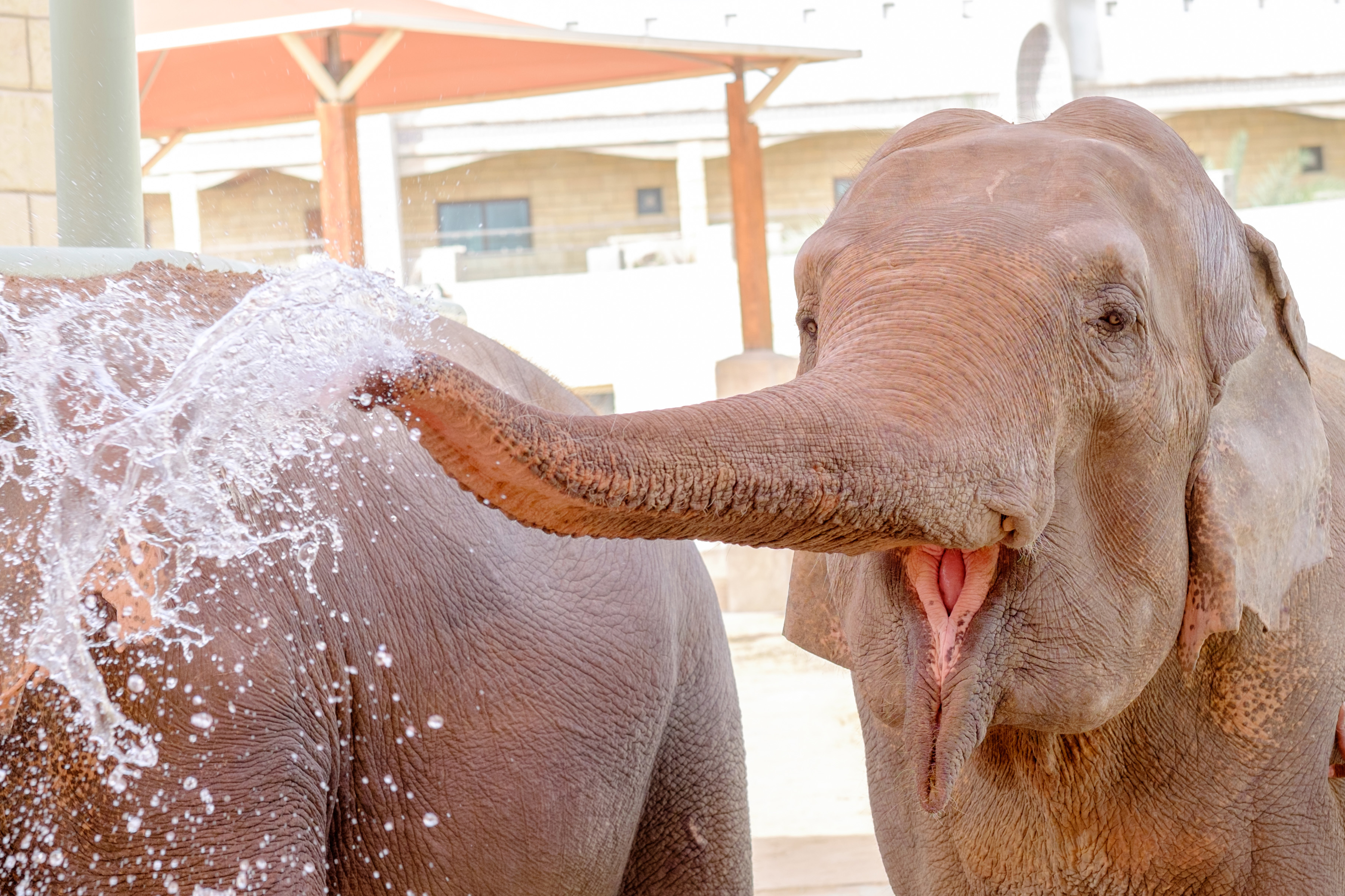  Un éléphant s'amuse sous le jet d'eau de l'Emirates Park Zoo, offrant un moment joyeux et rafraîchissant à ses visiteurs. 