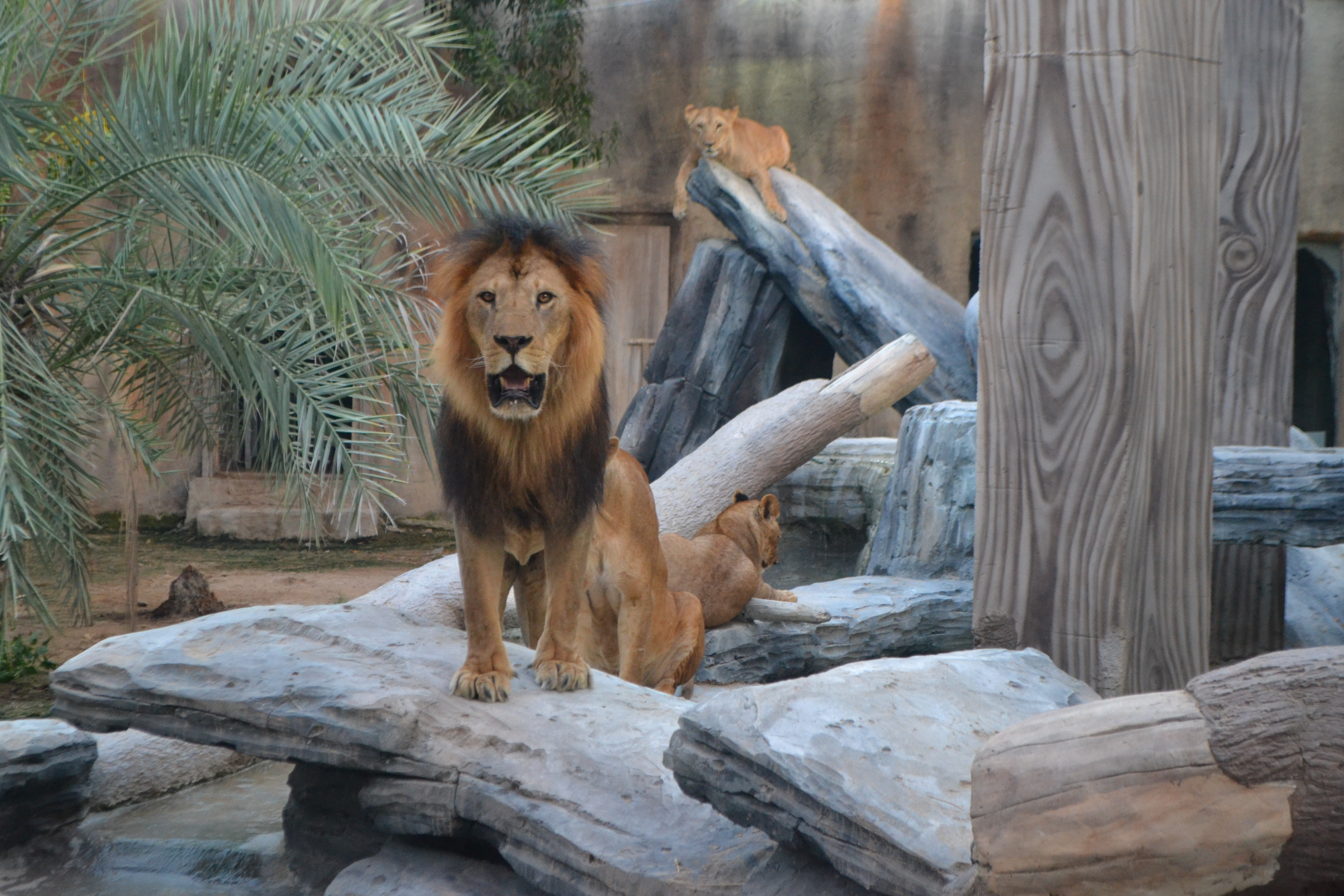  Un lion rugit au cœur du zoo d'Abu Dhabi, révélant la beauté sauvage des Émirats, à découvrir à l'Emirates Park Zoo. 