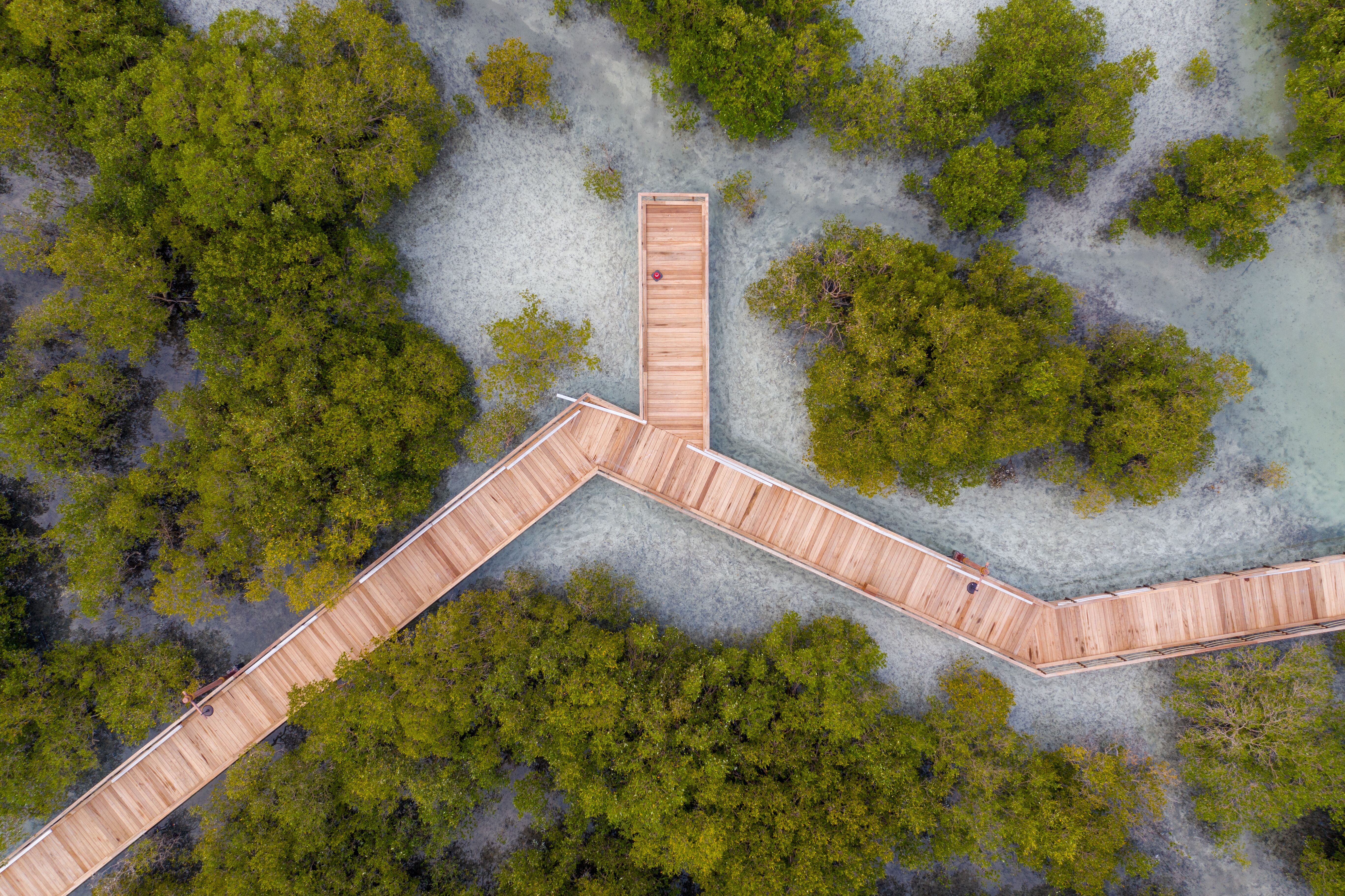 A bird's eye view of the wooden bridge at Jubail Mangrove Park