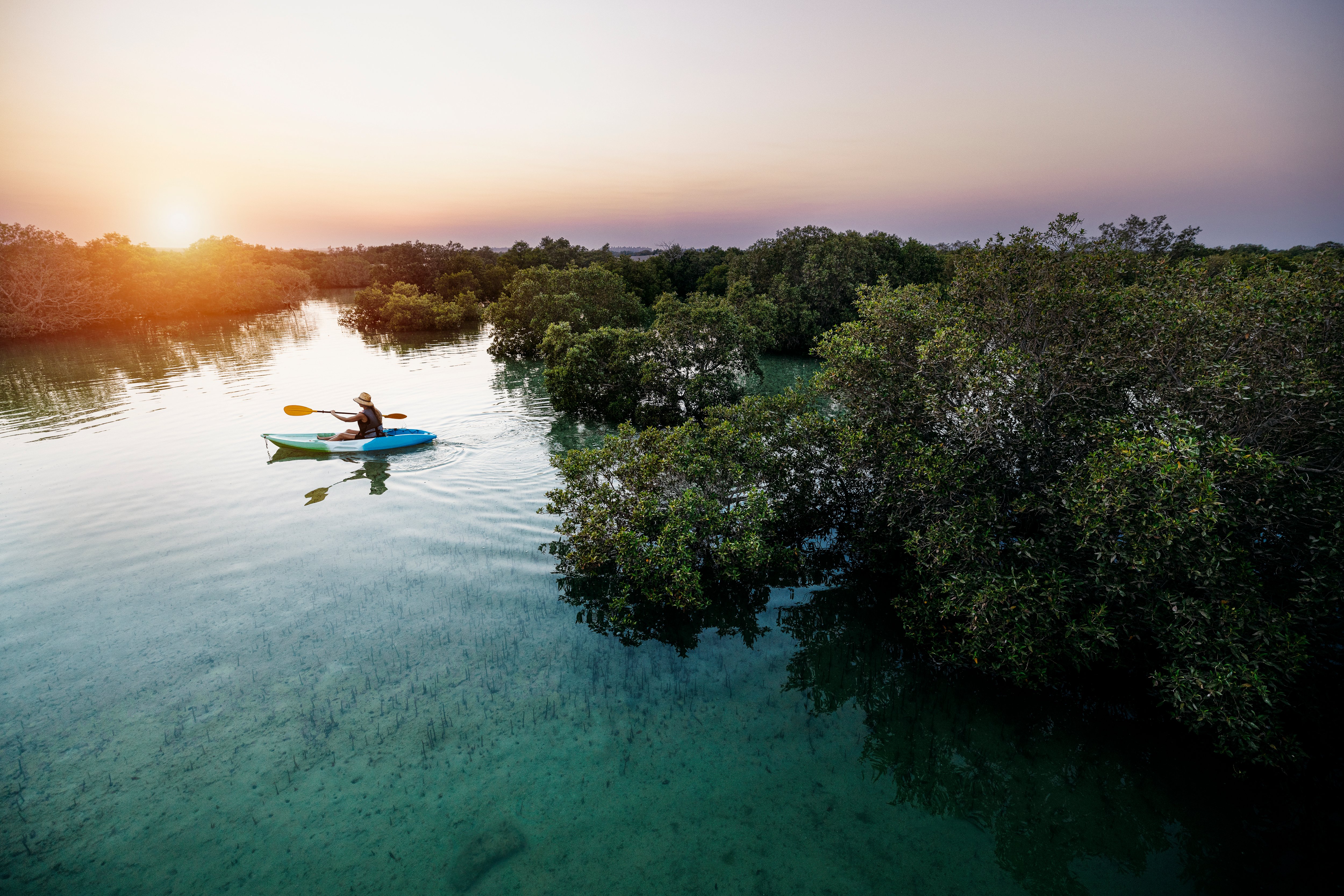 Venture into the Mangroves